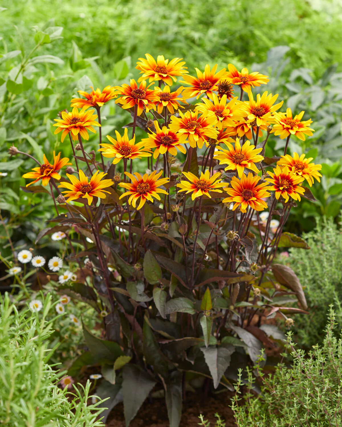 Heliopsis 'Burning Hearts' - Image 10
