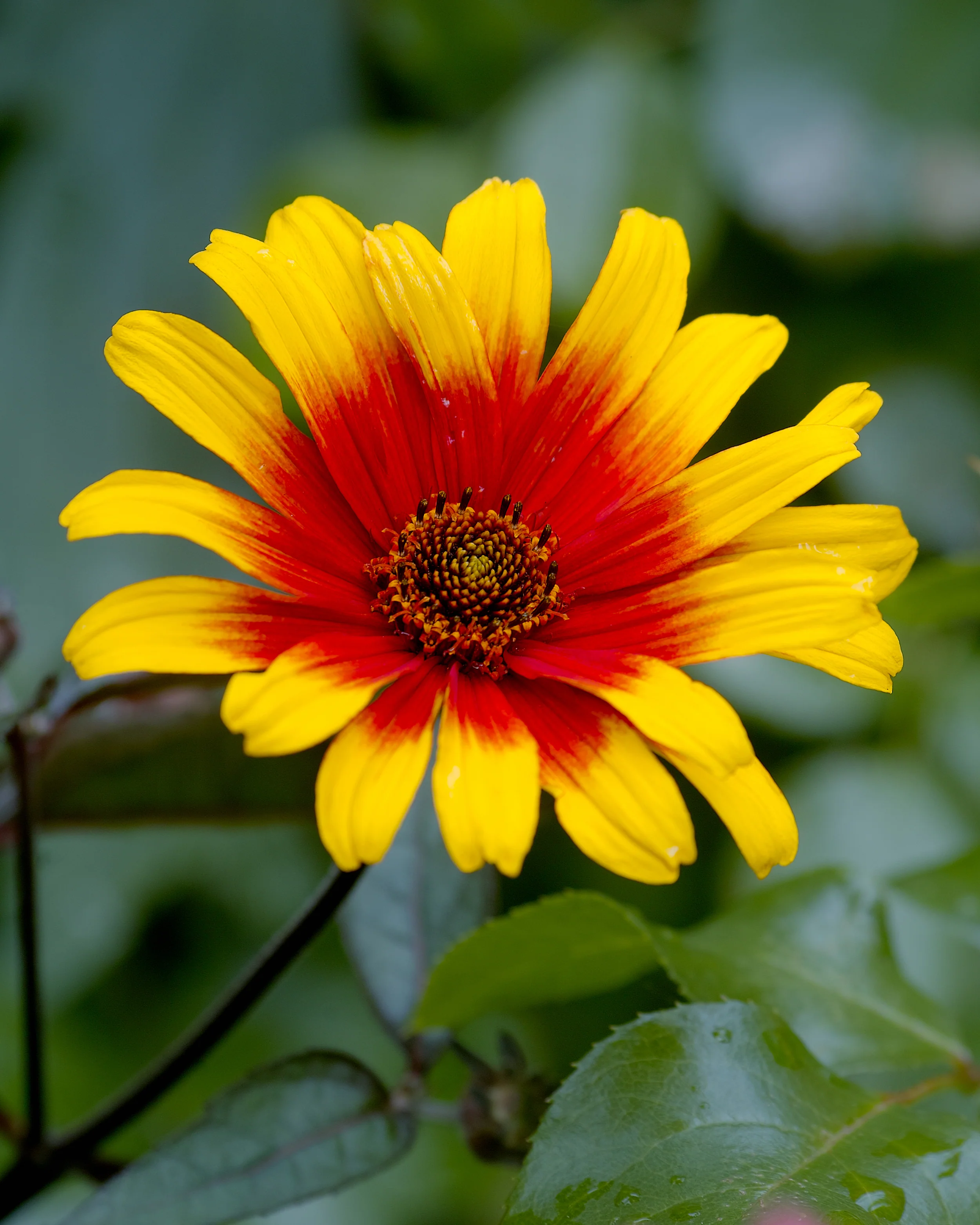 Heliopsis 'Burning Hearts' - Image 2