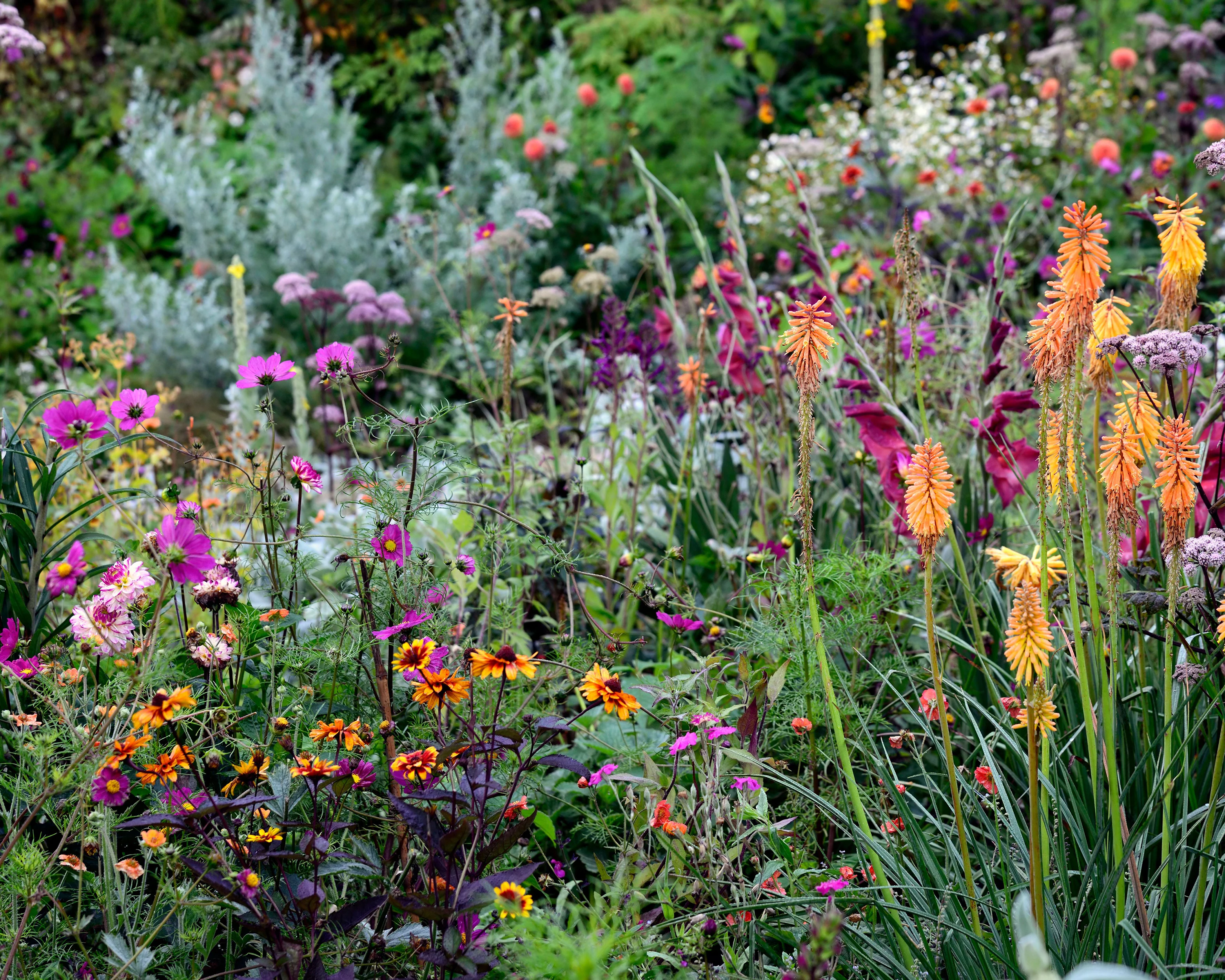 Heliopsis 'Burning Hearts' - Image 3