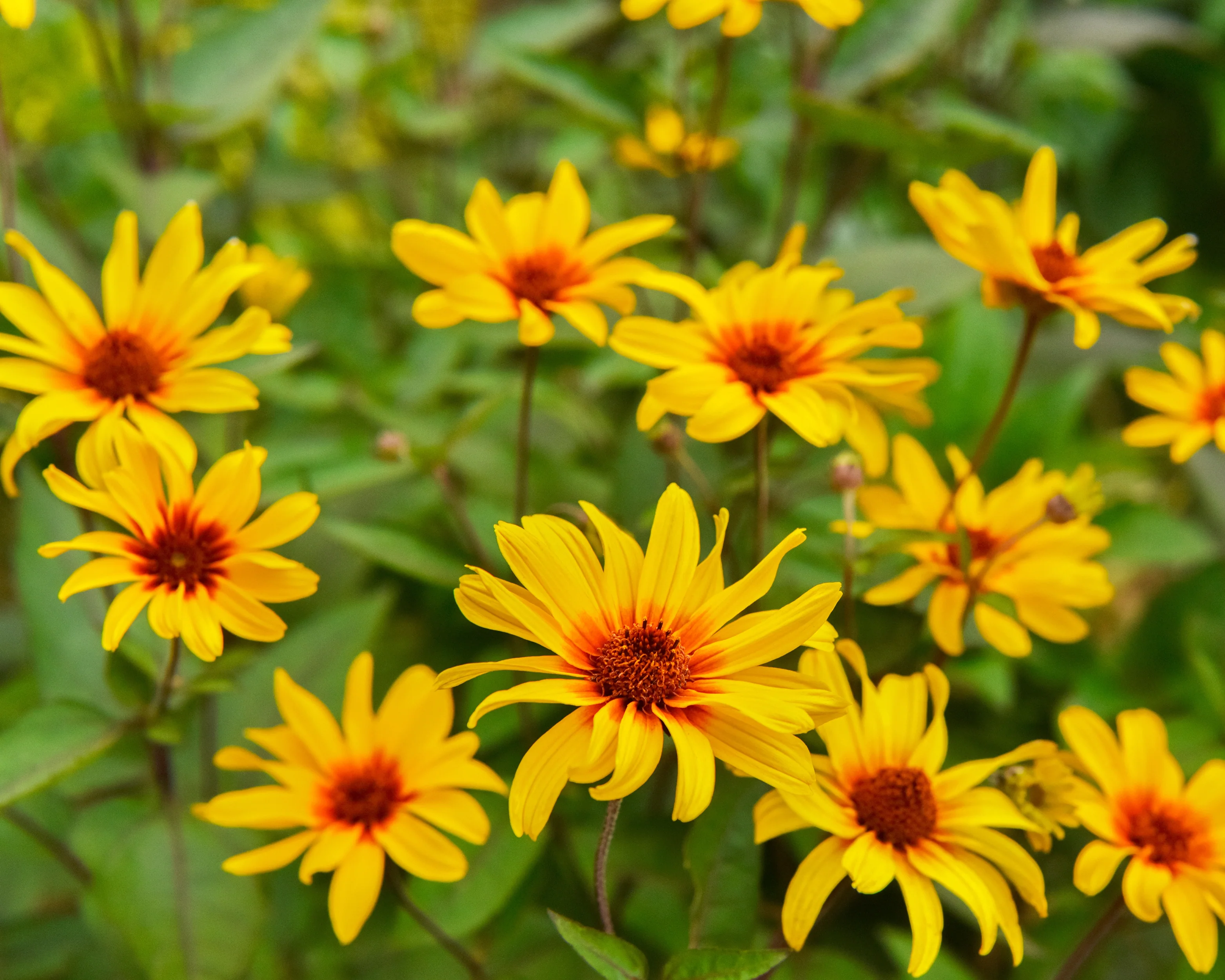 Heliopsis 'Burning Hearts' - Image 4
