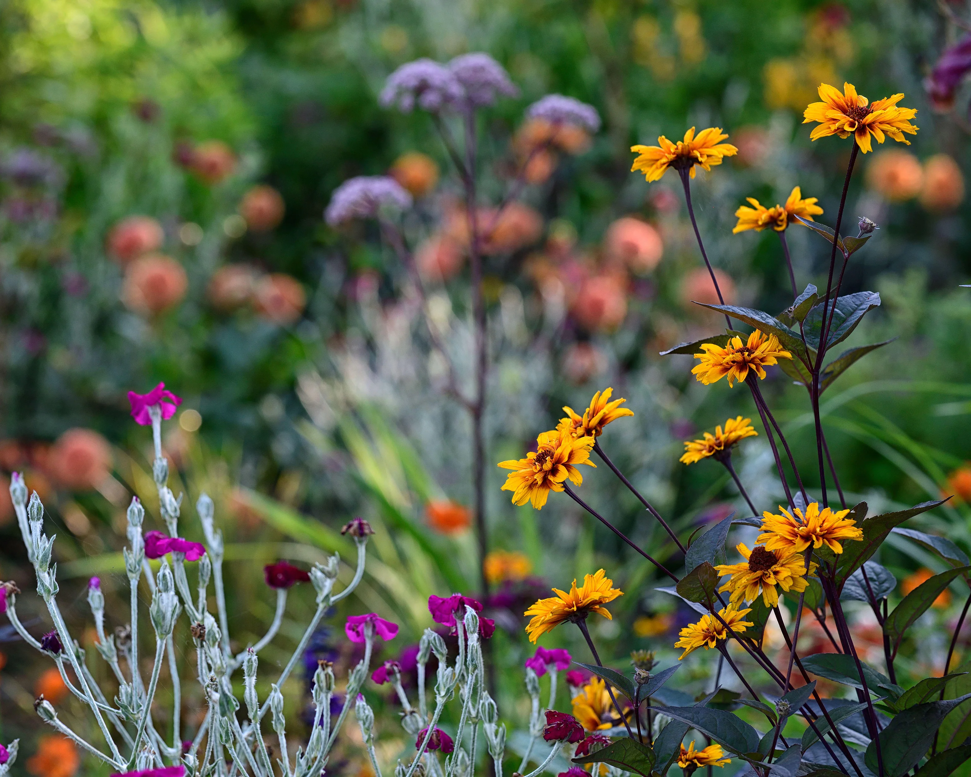 Heliopsis 'Burning Hearts' - Image 7