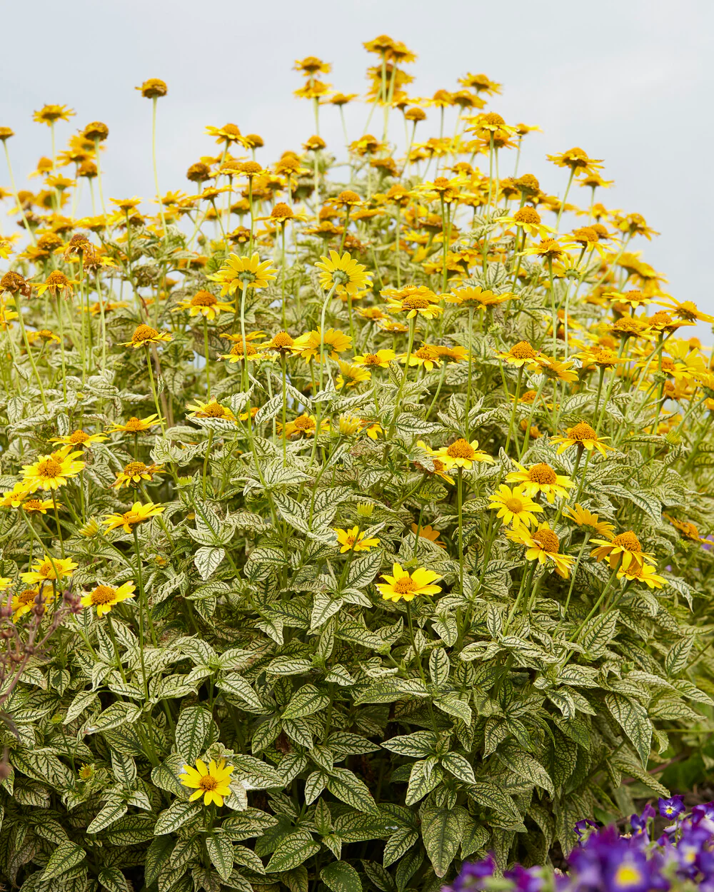 Heliopsis 'Loraine Sunshine' - Image 7