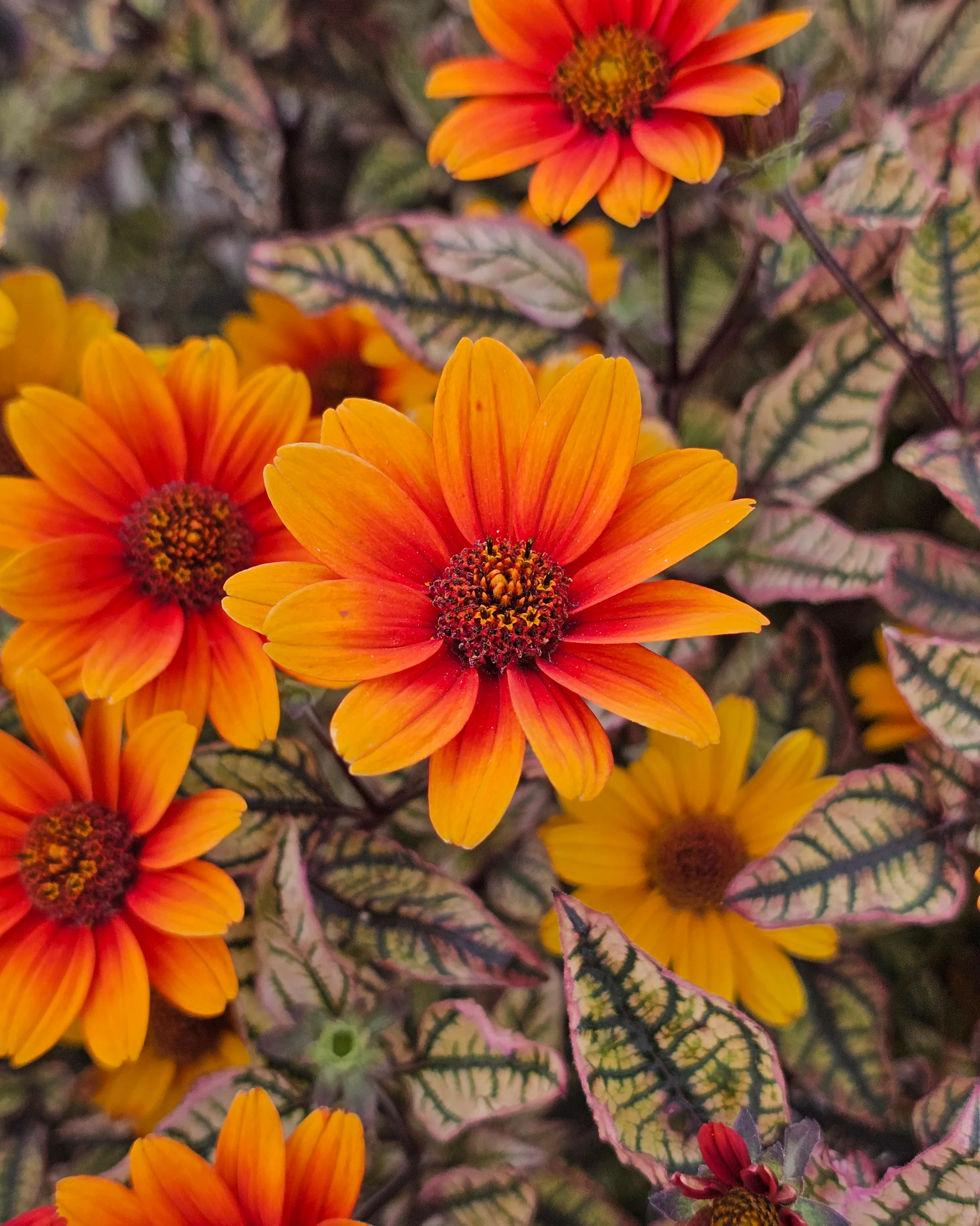 Heliopsis 'Orange Marble' - Image 2
