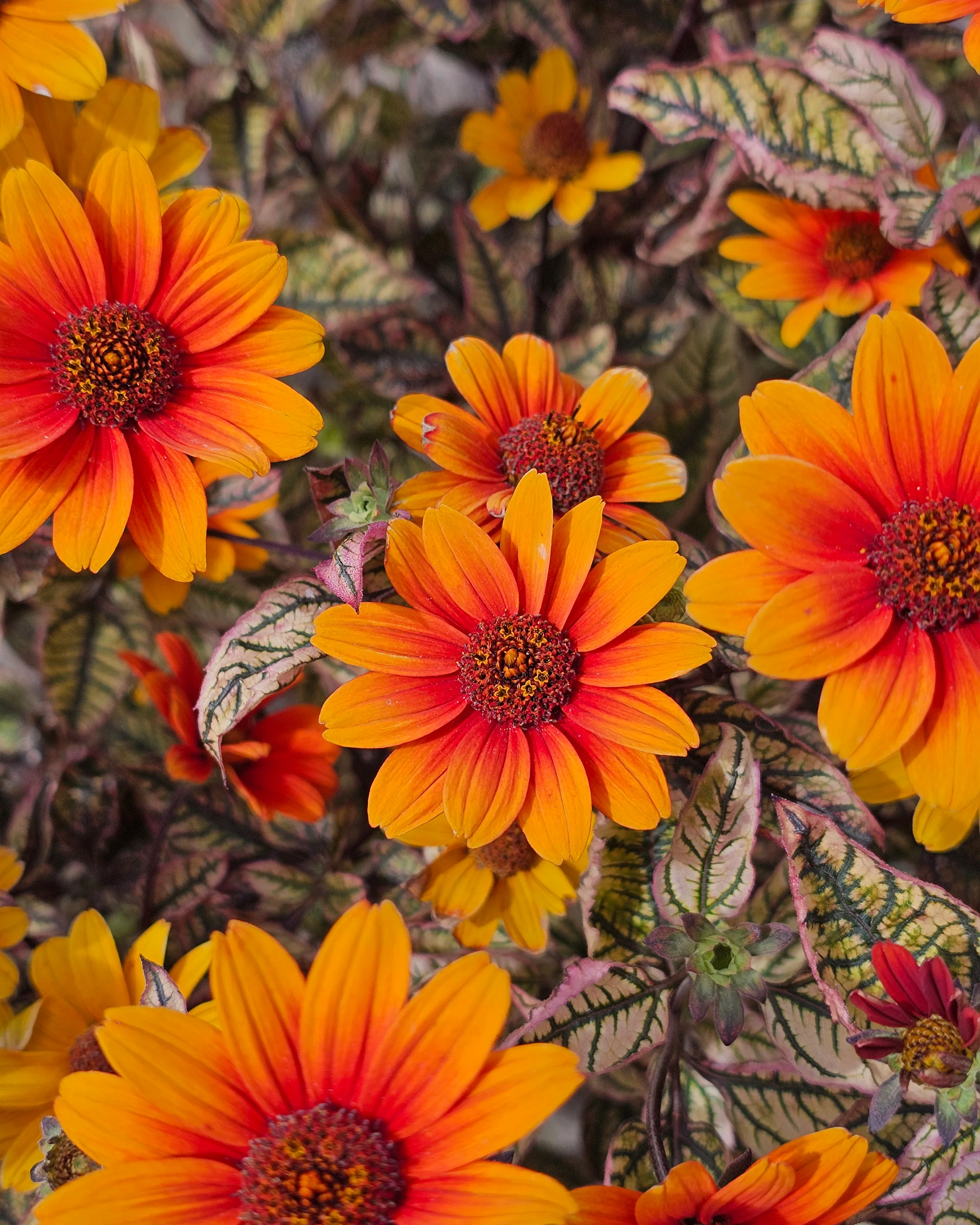 Heliopsis 'Orange Marble' - Image 5