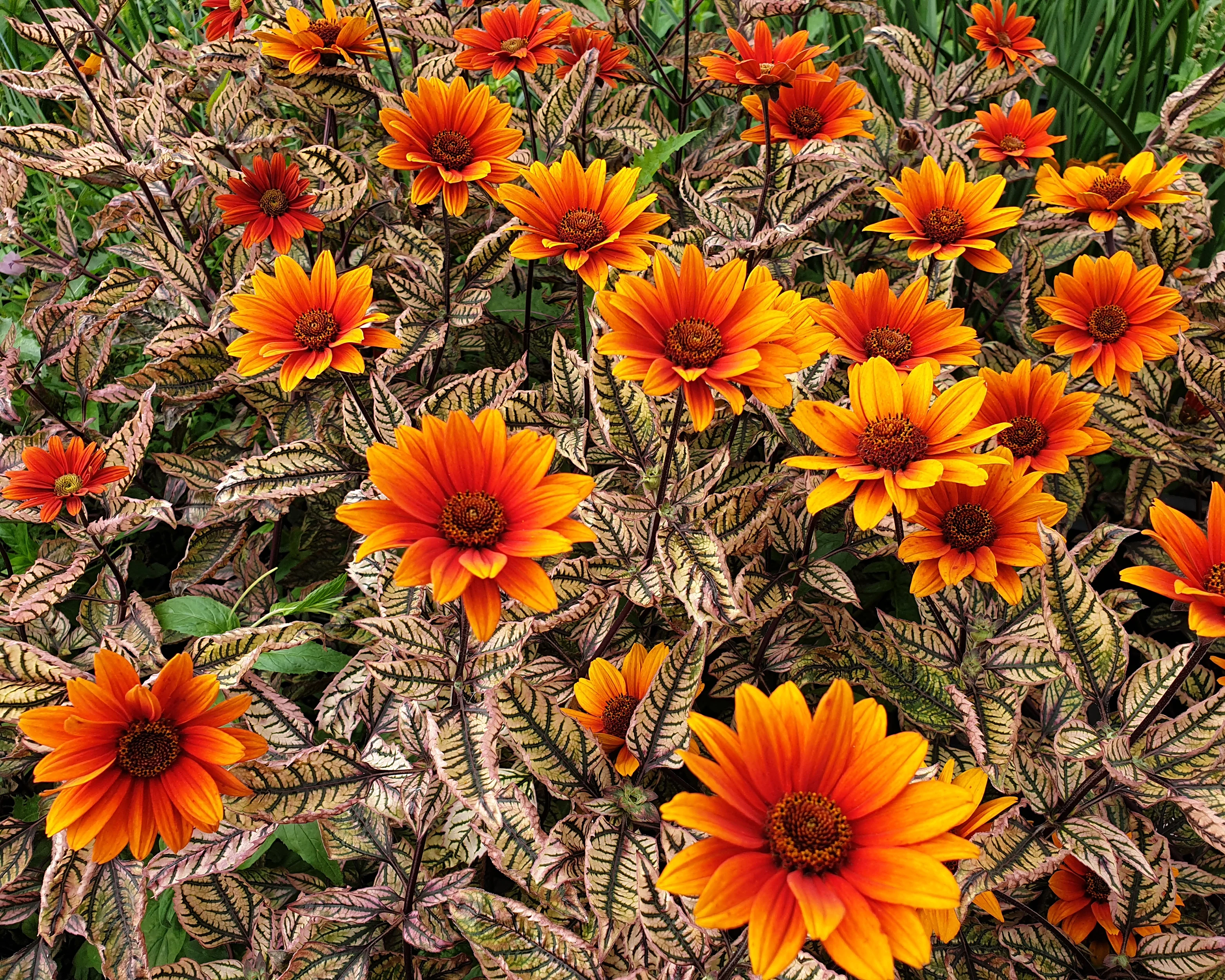 Heliopsis 'Orange Marble' - Image 6