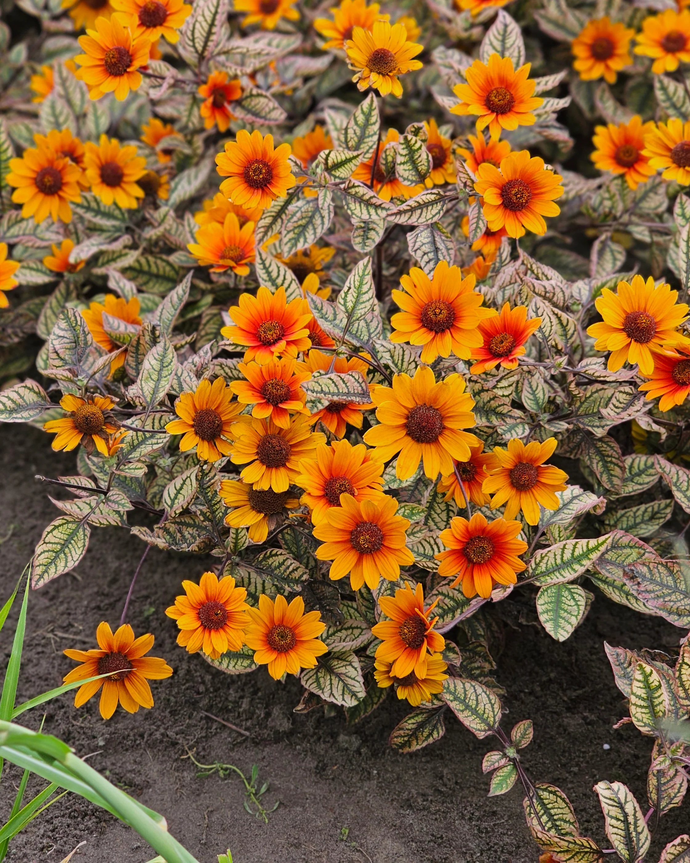Heliopsis 'Orange Marble' - Image 8