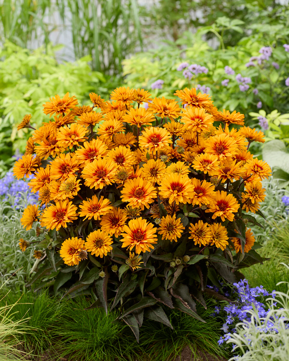 Heliopsis 'Sizzling Summer' - Image 4