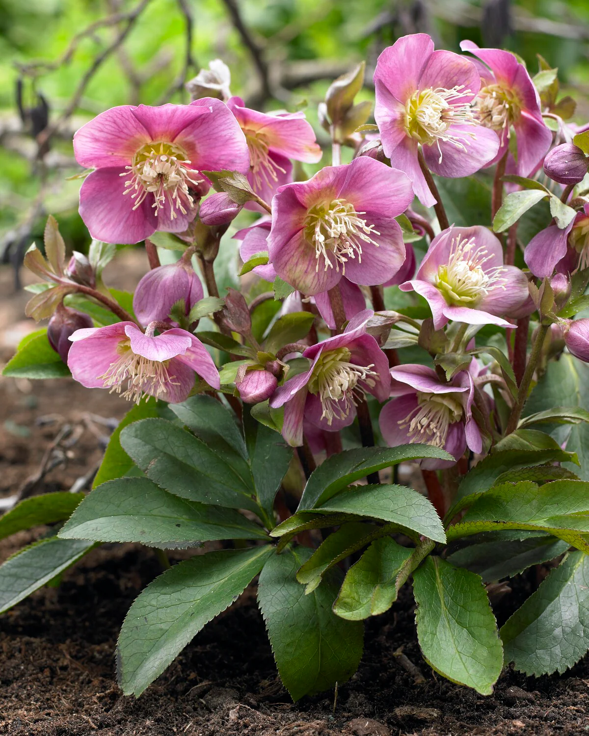 Helleborus 'Amor' - Image 3