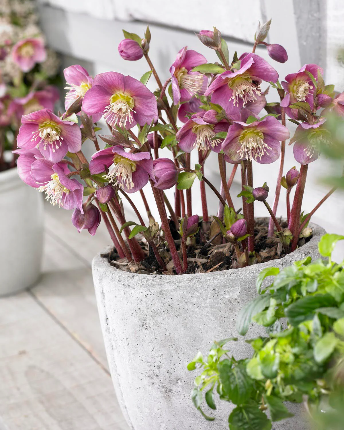 Helleborus 'Amor' - Image 4