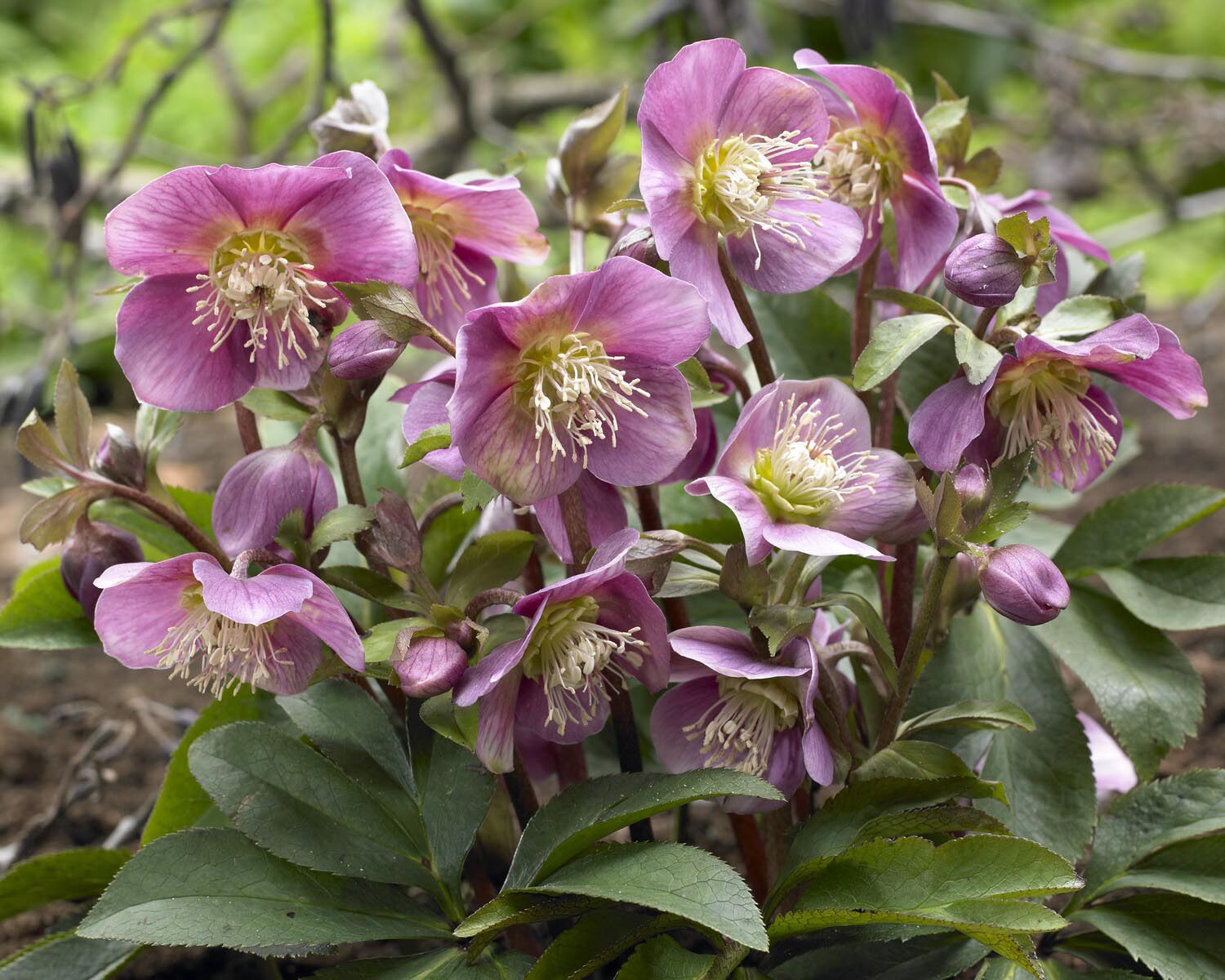 Helleborus 'Amor' - Image 5