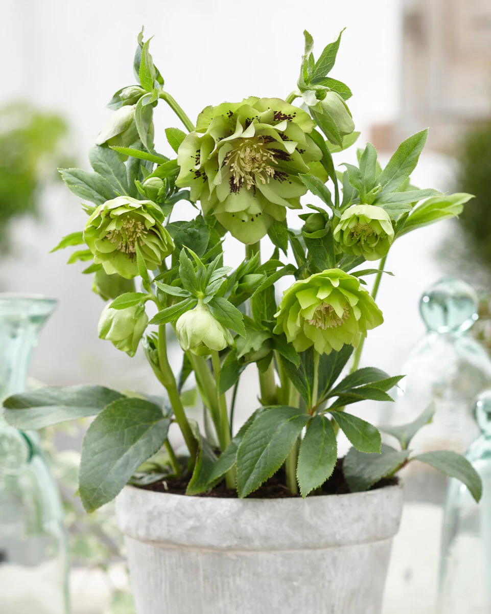 Helleborus 'Double Ellen Green' - Image 2