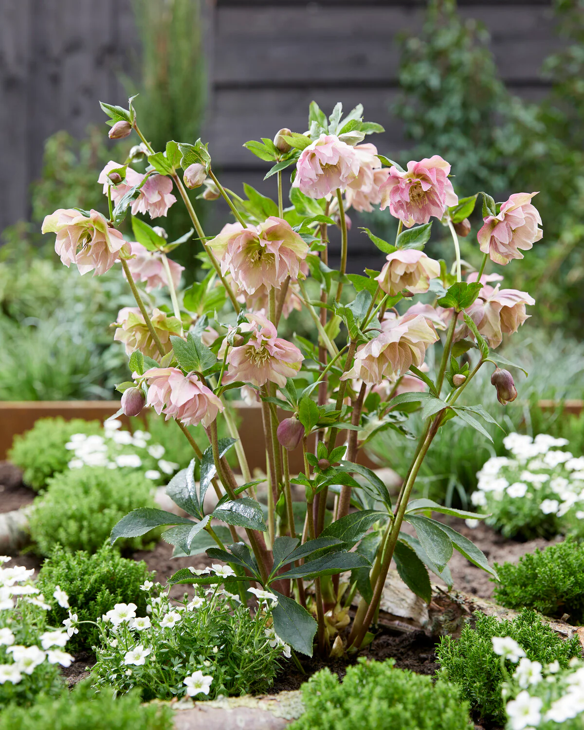 Helleborus 'Double Ellen Picotee' - Image 4