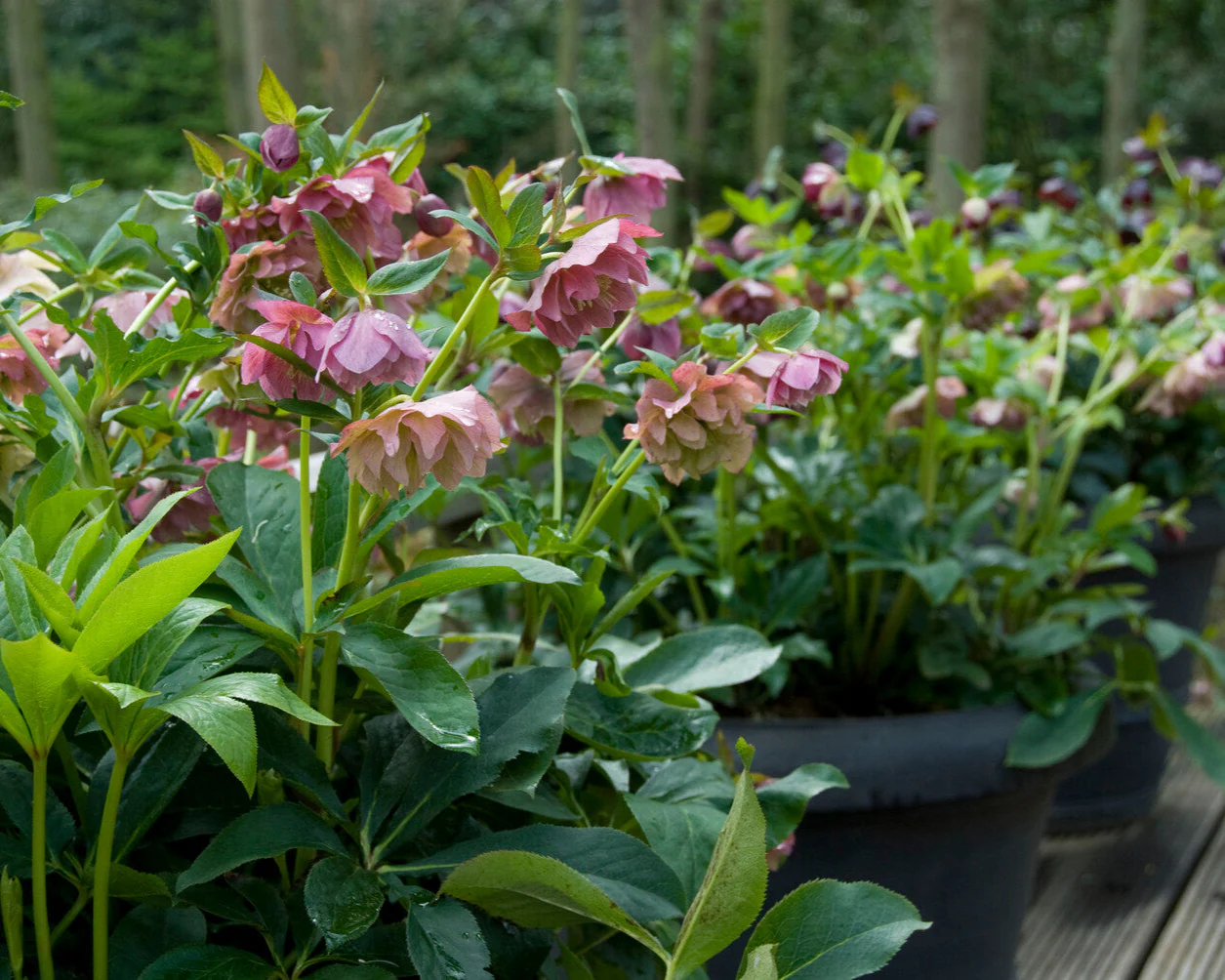 Helleborus 'Double Ellen Picotee' - Image 5