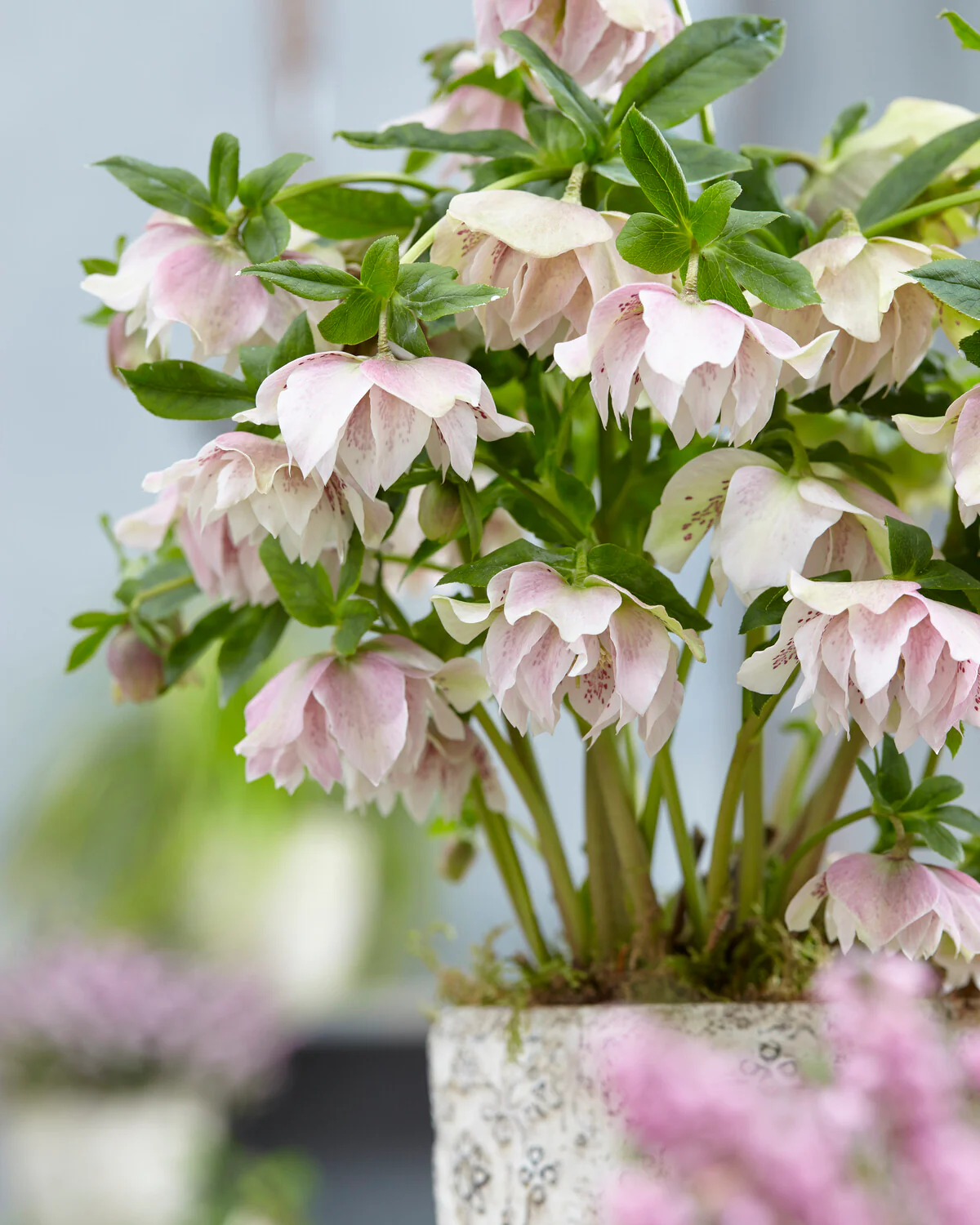 Helleborus 'Double Ellen Pink Spotted' - Image 2
