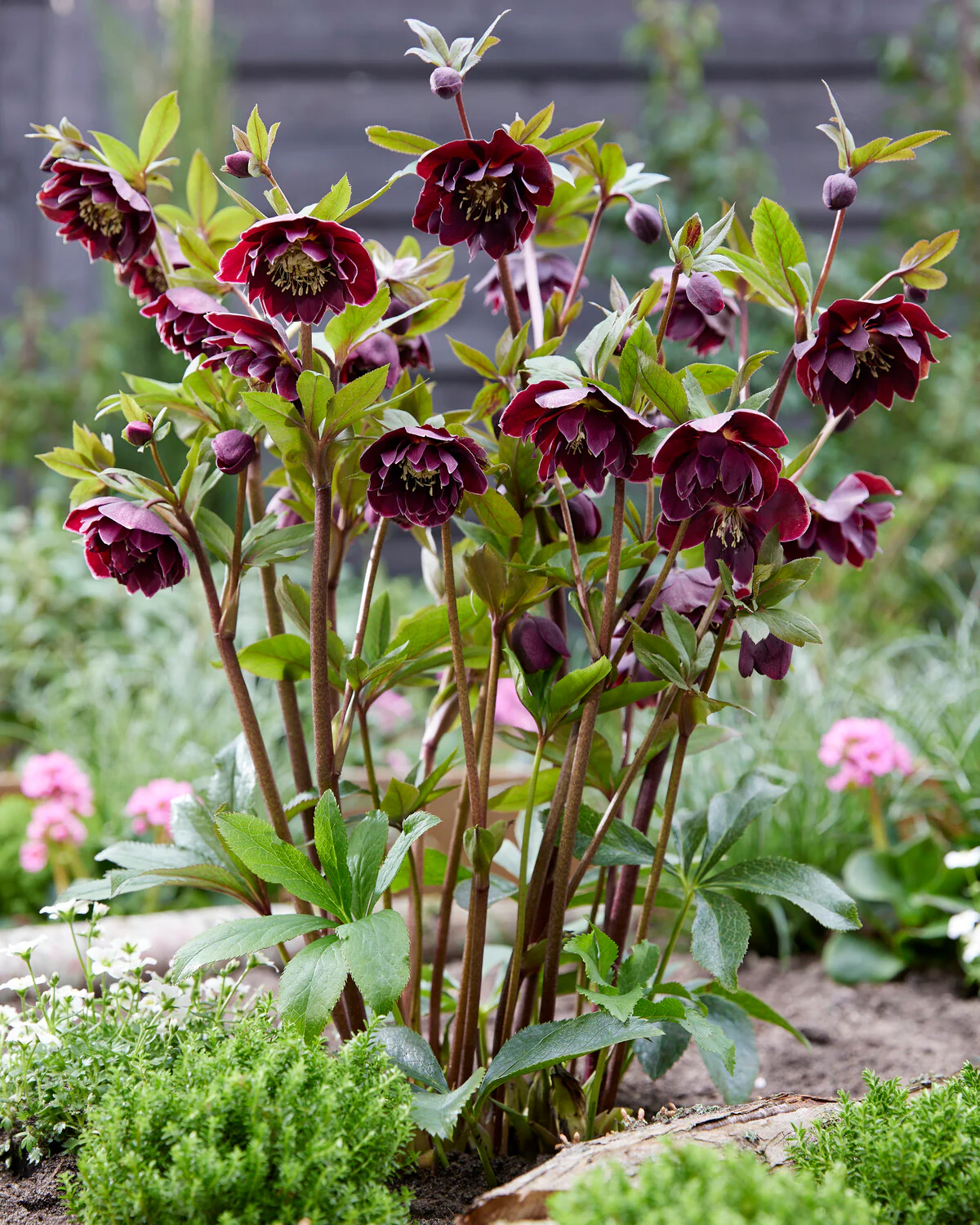 Helleborus 'Double Ellen Purple' - Image 2