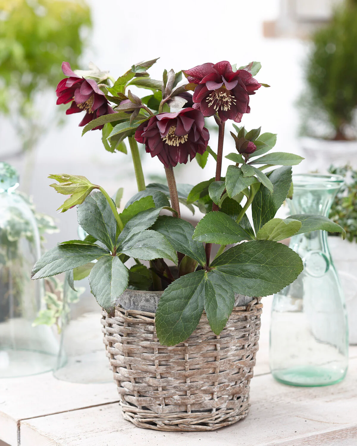 Helleborus 'Double Ellen Purple' - Image 3