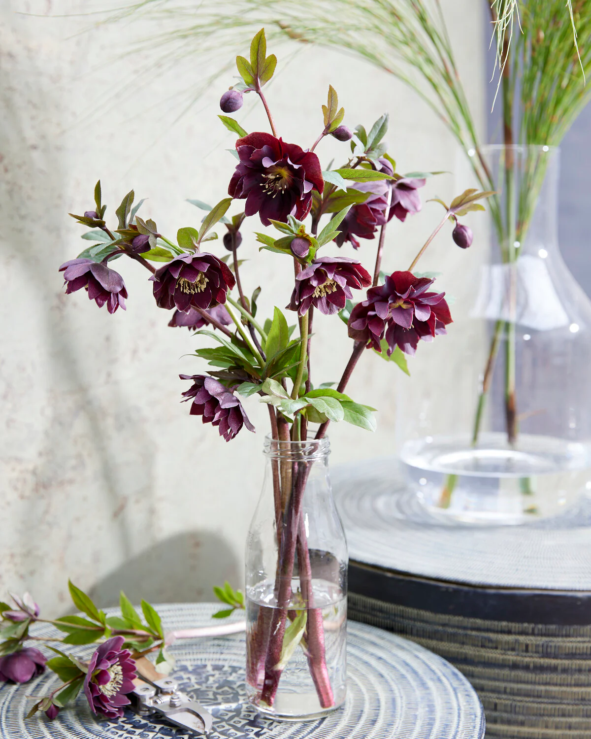 Helleborus 'Double Ellen Purple' - Image 5