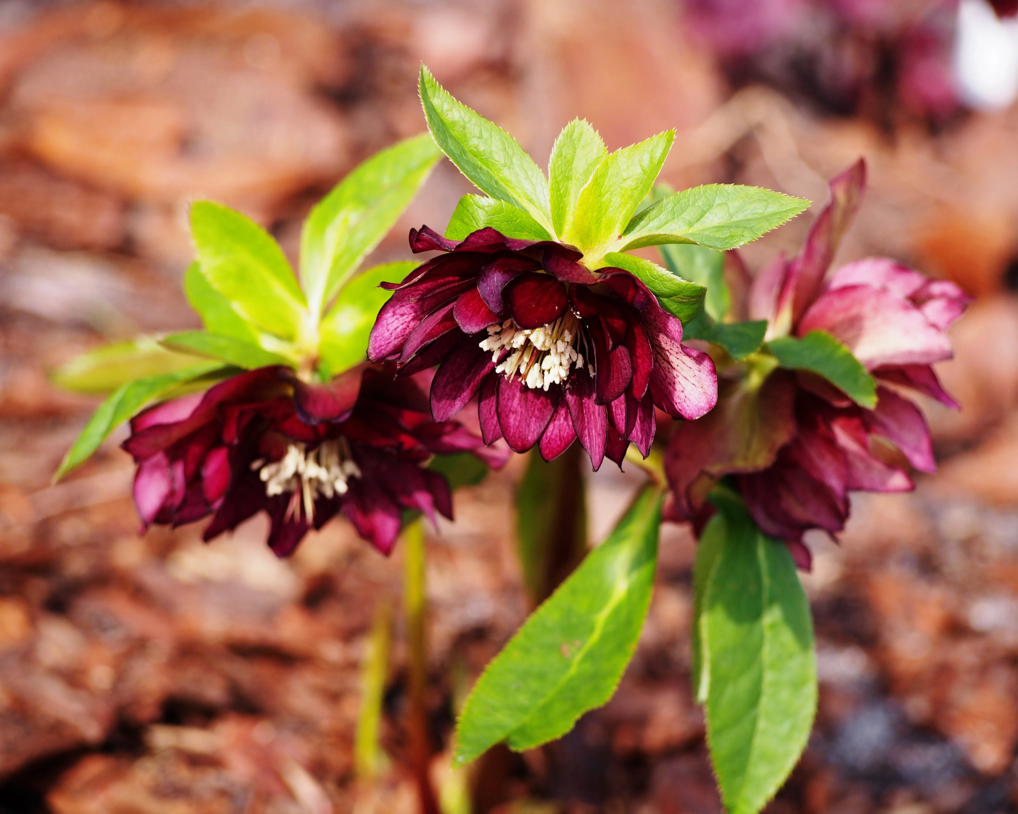 Helleborus 'Double Ellen Red' - Image 3