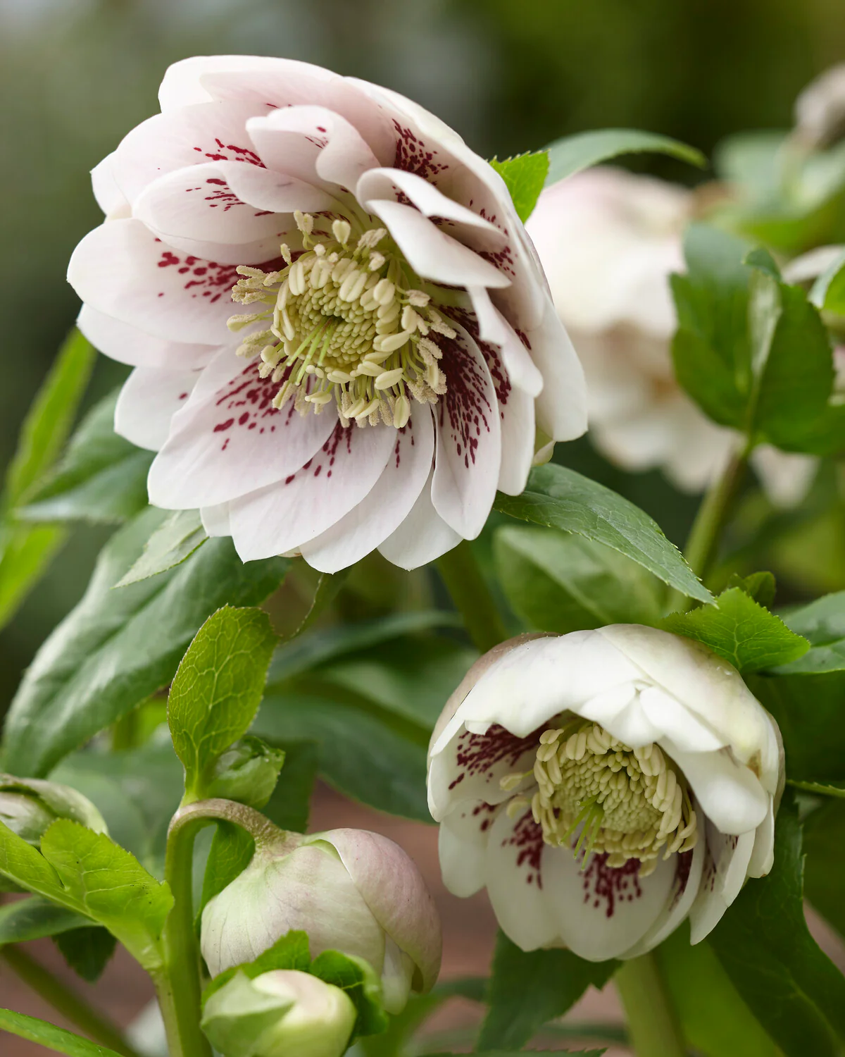 Helleborus 'Double Ellen White Spotted' - Image 3