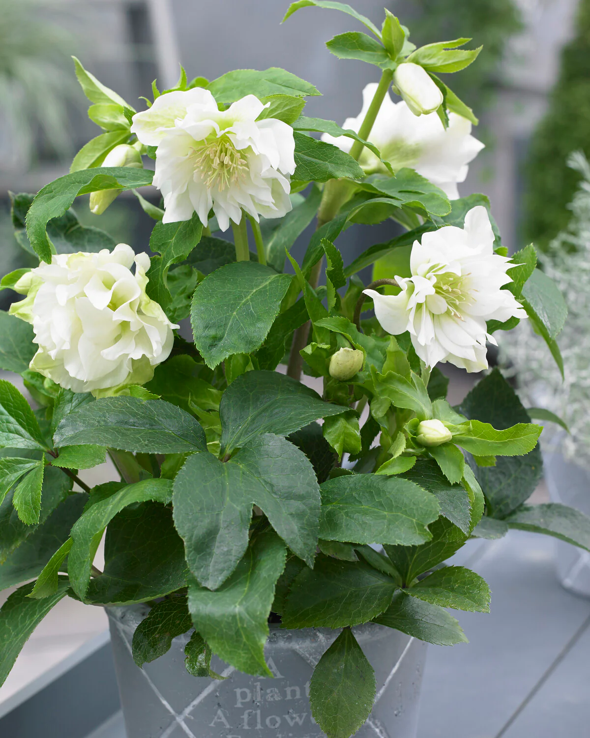 Helleborus 'Double Ellen White' - Image 2