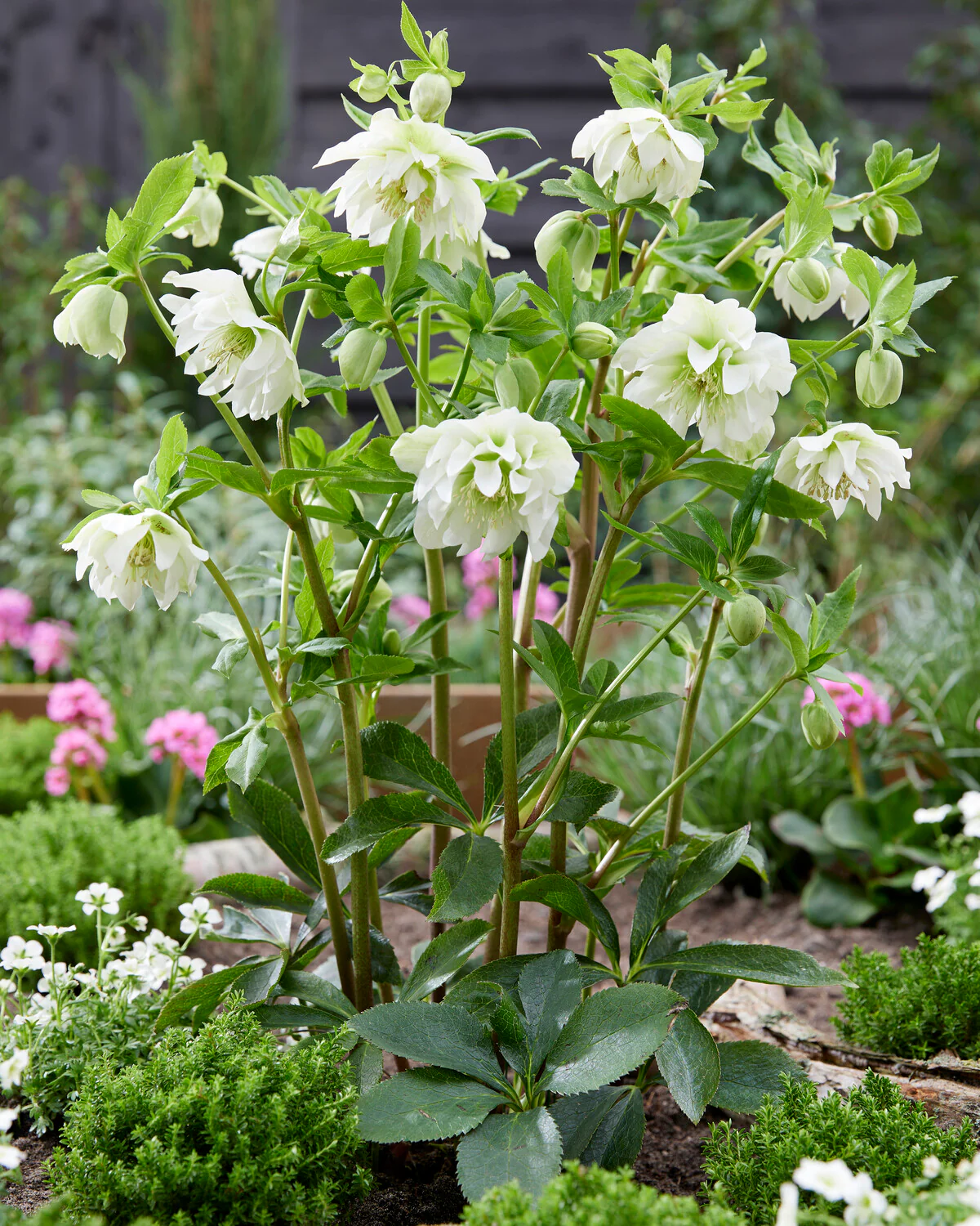 Helleborus 'Double Ellen White' - Image 3