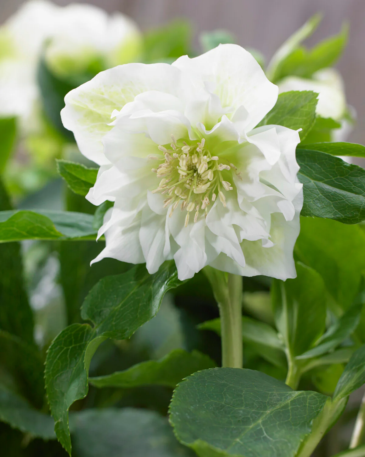 Helleborus 'Double Ellen White' - Image 5