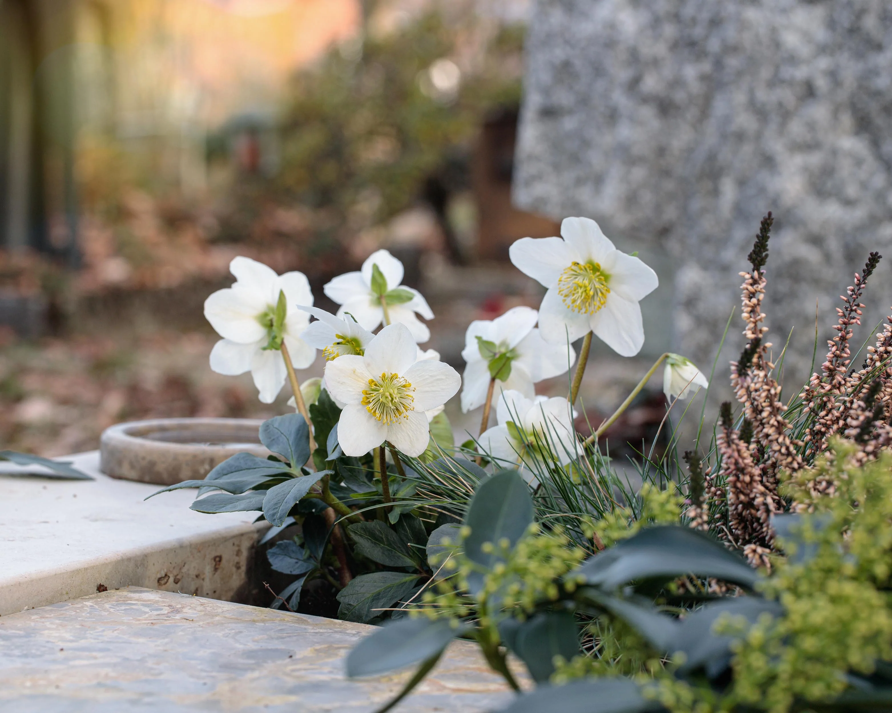 Helleborus niger - Image 3