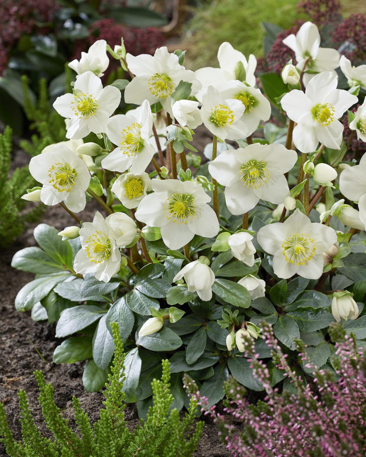Helleborus niger - Image 4