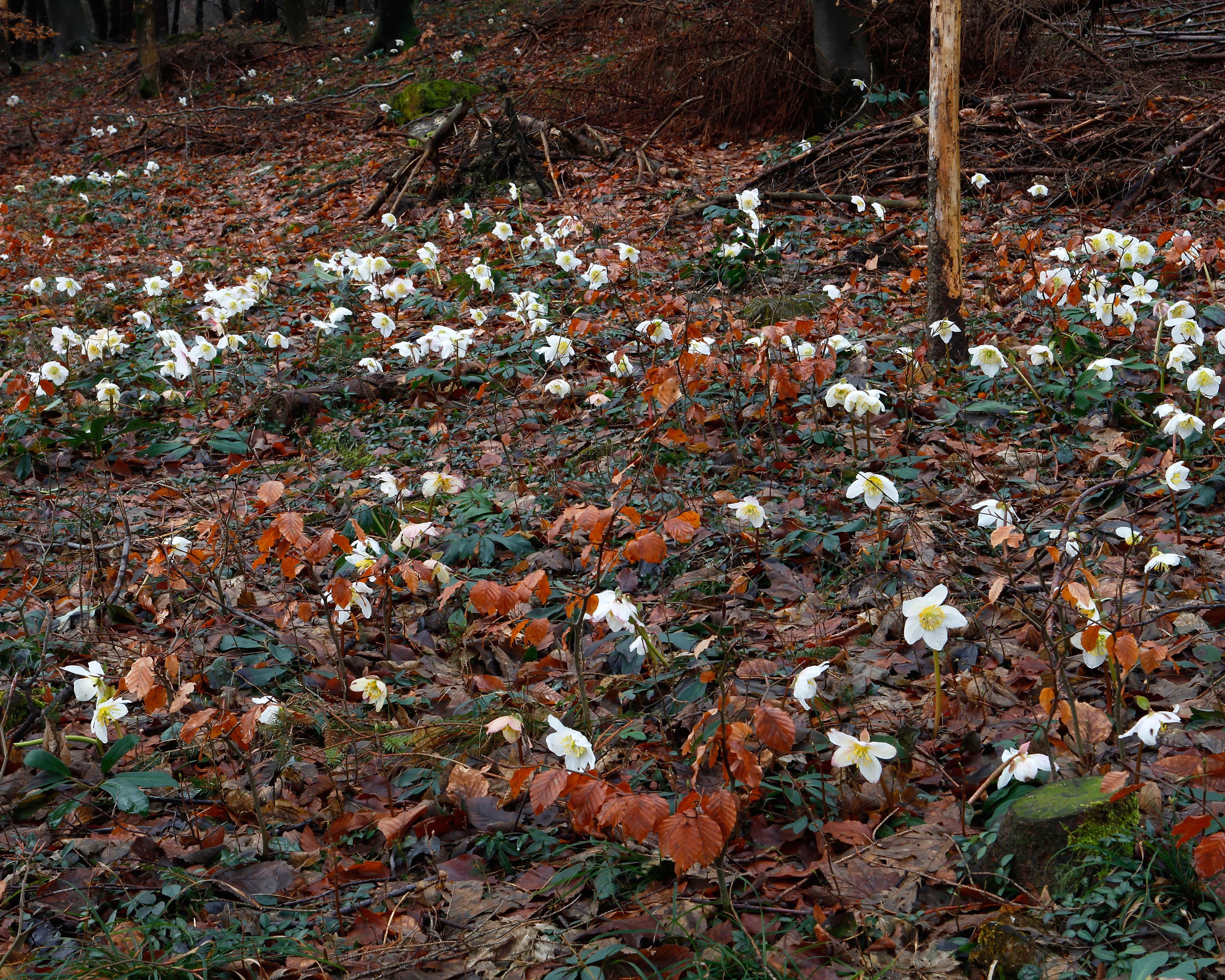 Helleborus niger - Image 7