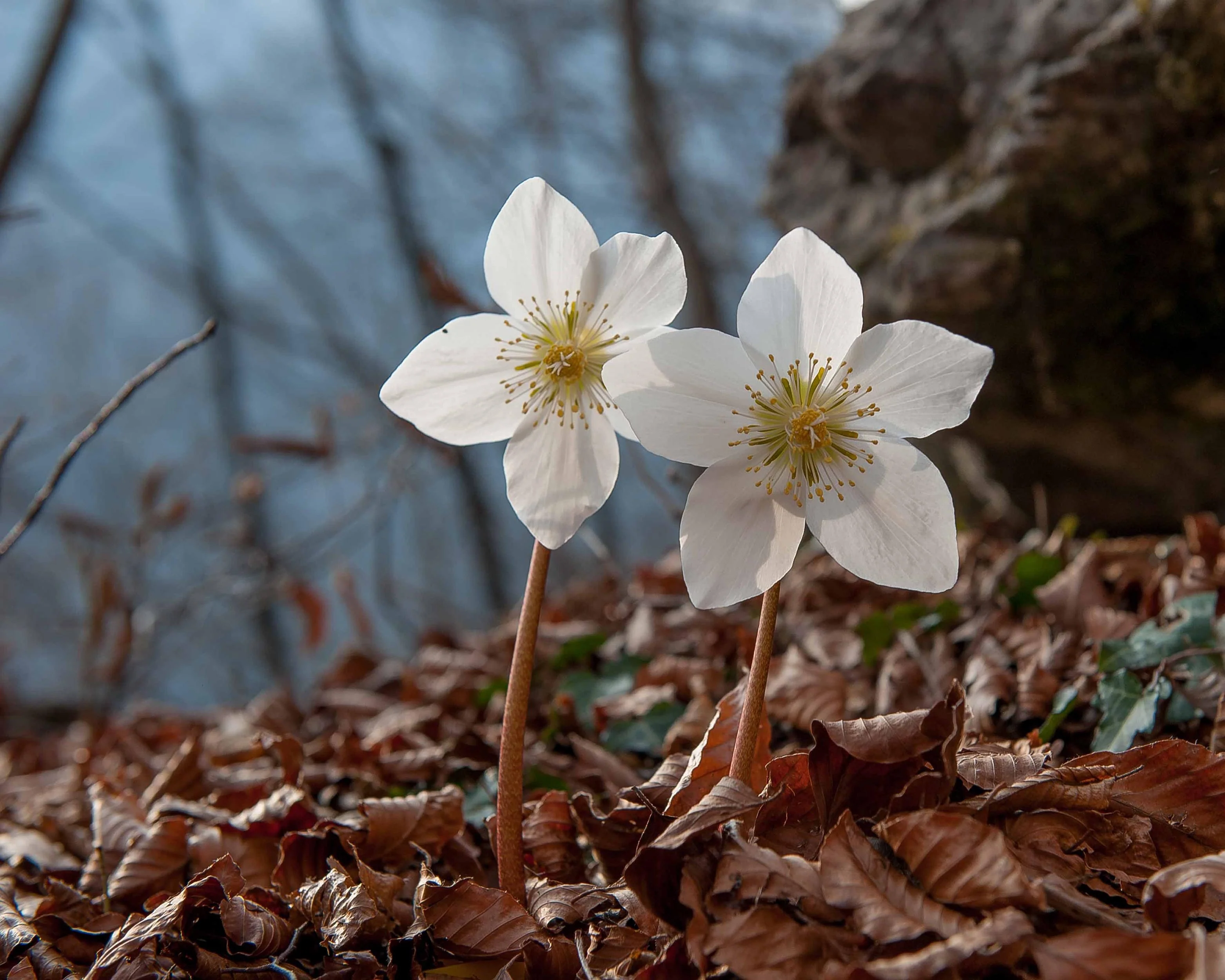Helleborus niger - Image 8