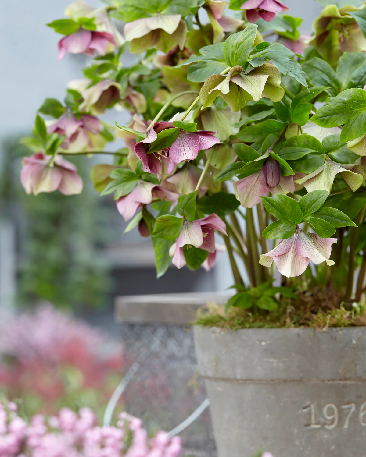 Helleborus 'Pretty Ellen Red' - Image 2