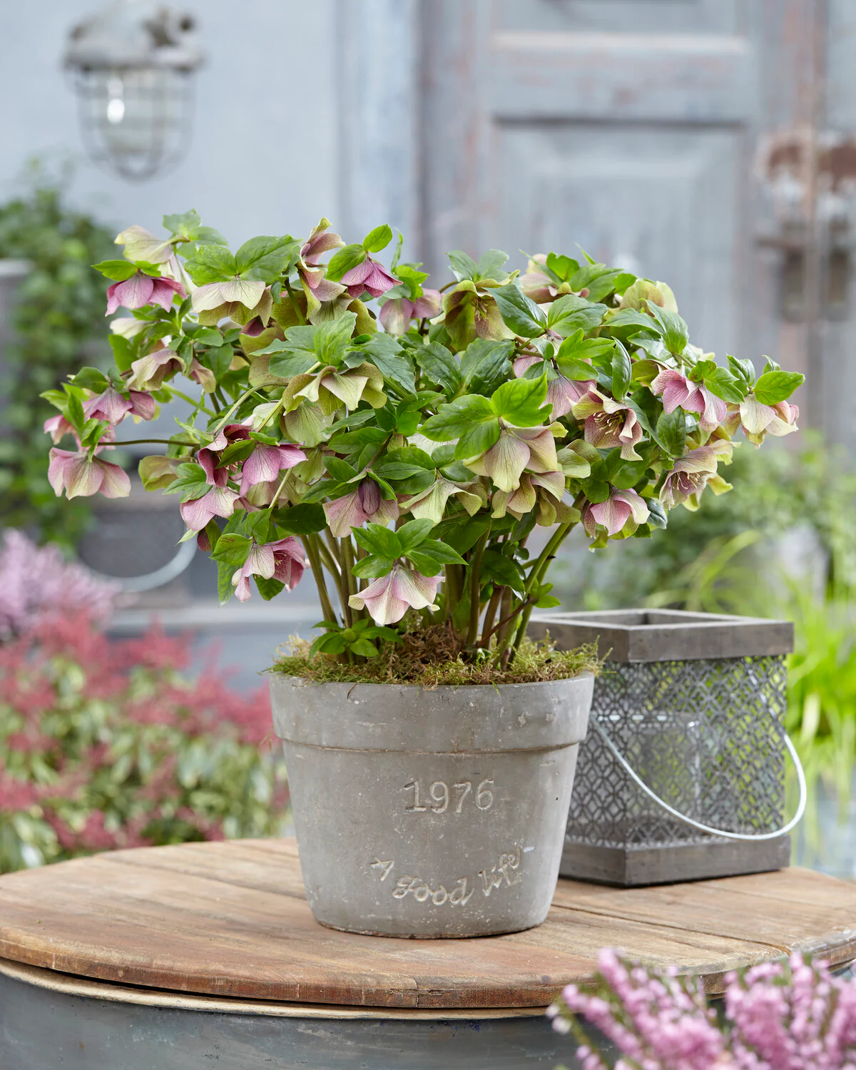 Helleborus 'Pretty Ellen Red' - Image 3