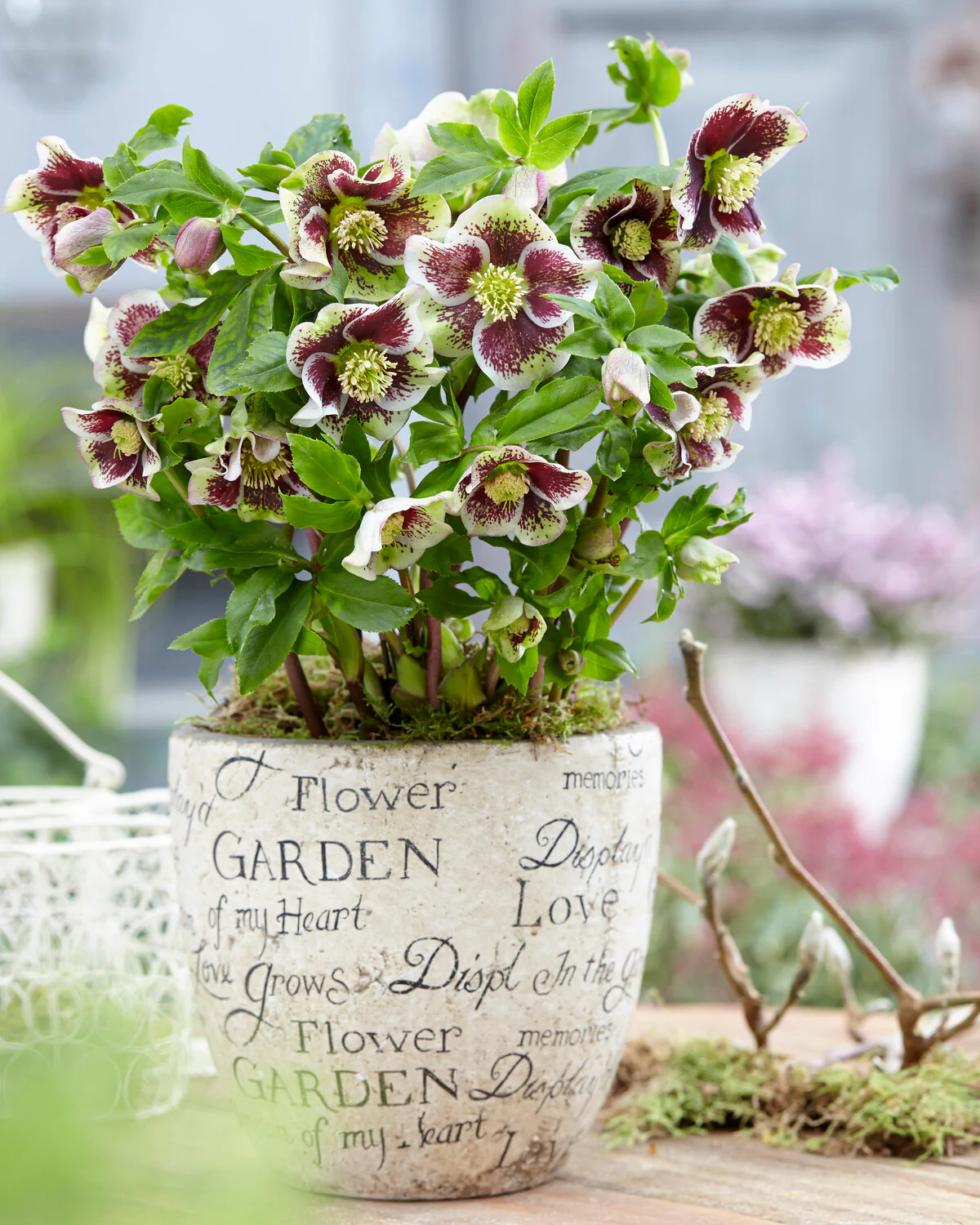 Helleborus 'Pretty Ellen Spotted' - Image 2