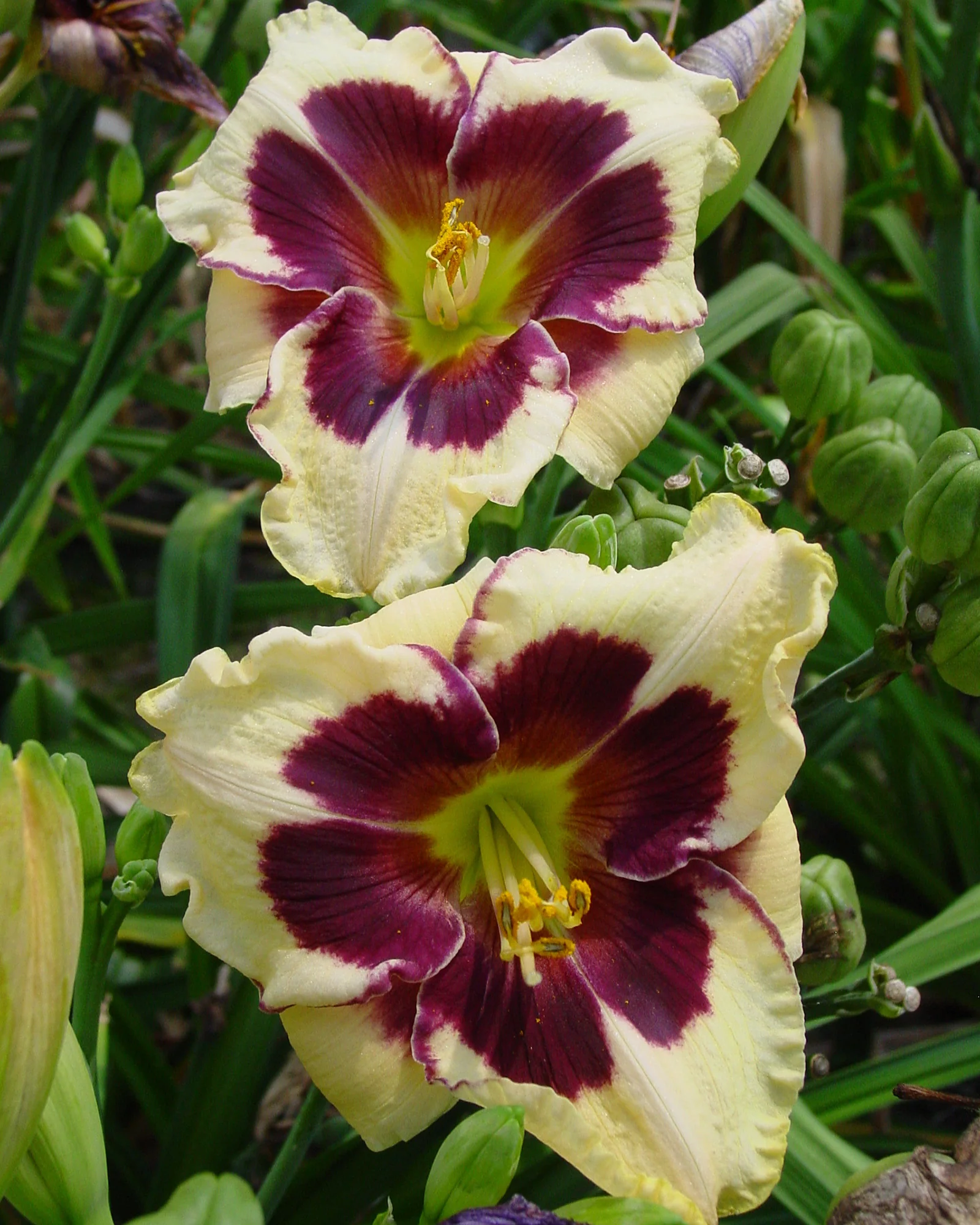 Hemerocallis 'Celebration of Angels' - Image 3