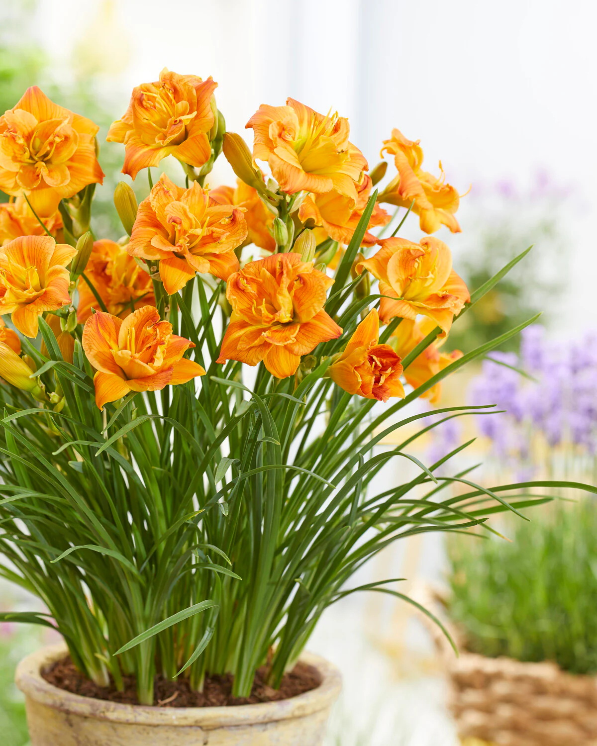 Hemerocallis 'Double Orange Zephyr' - Image 3