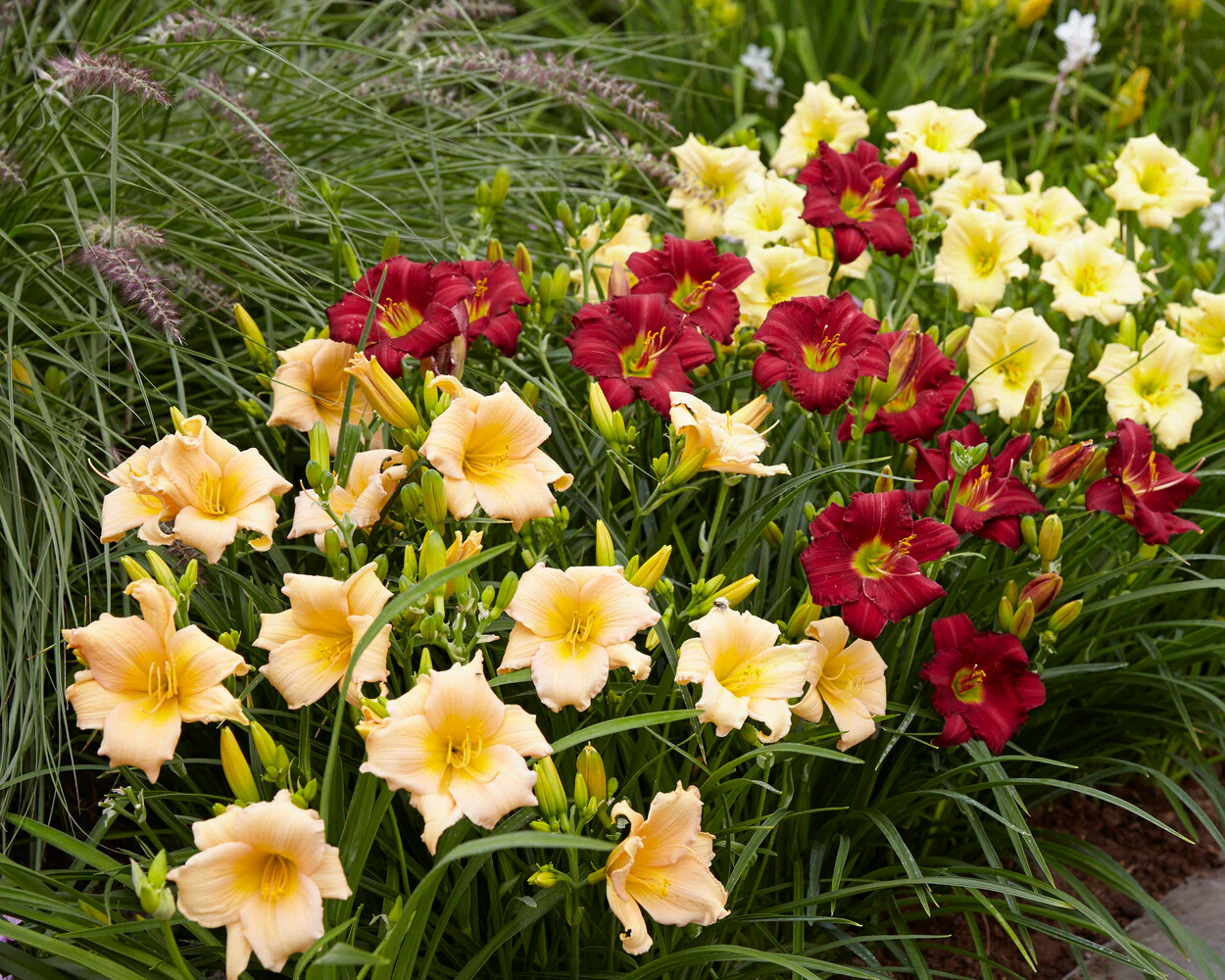 Hemerocallis 'Mini Pearl' - Image 5