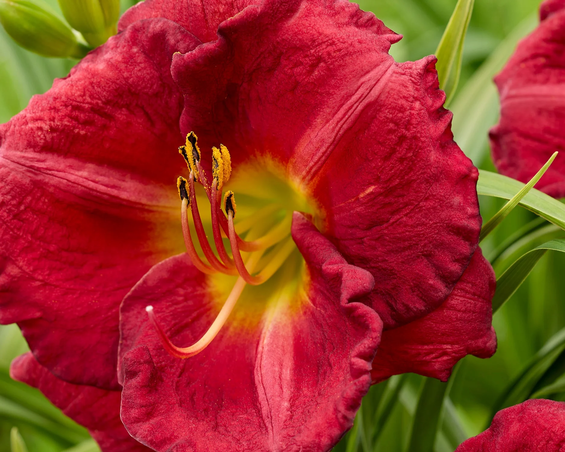 Hemerocallis 'Siloam Paul Watts' - Image 2