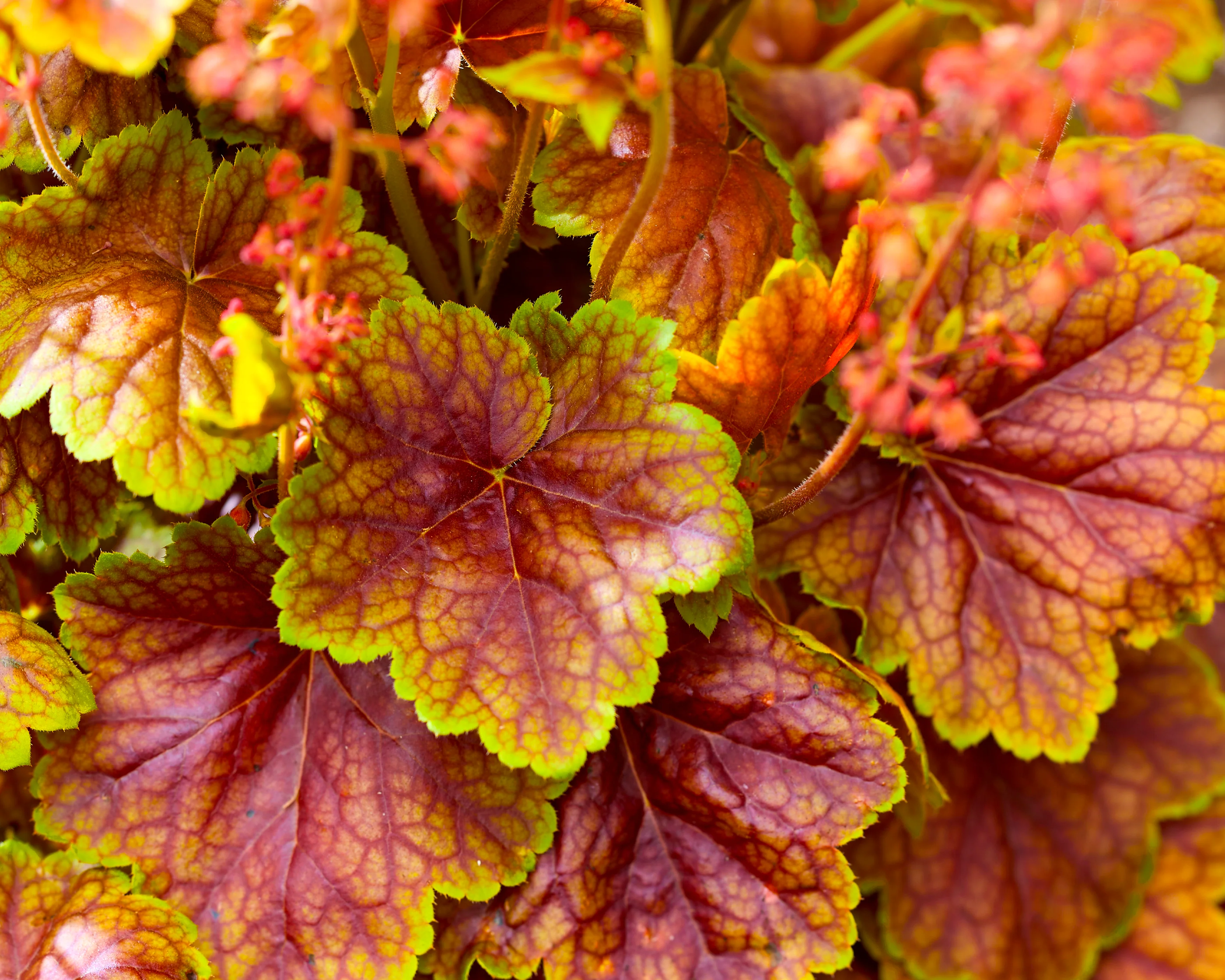 Heuchera 'Eternal Flame' - Image 2