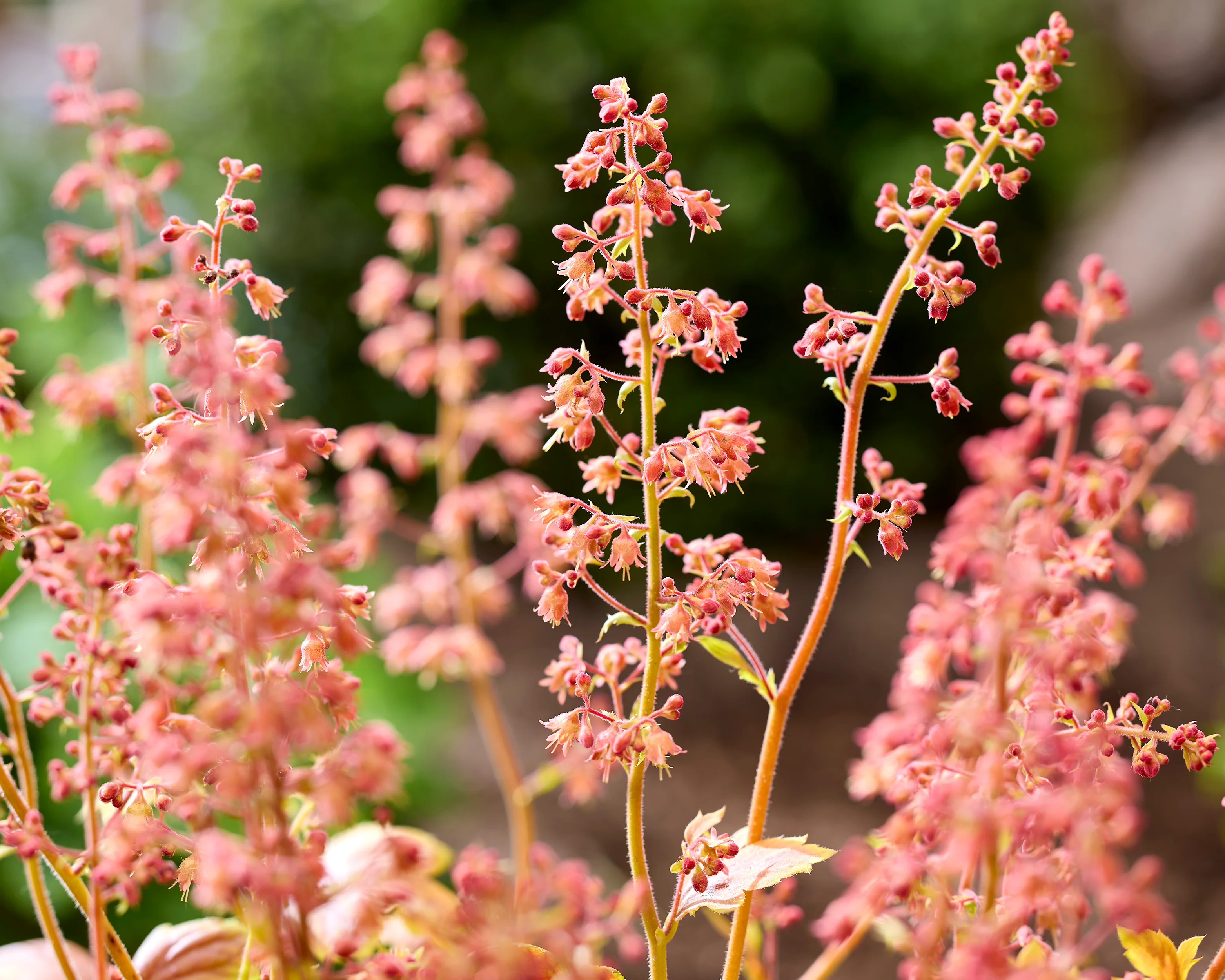 Heuchera 'Eternal Flame' - Image 4