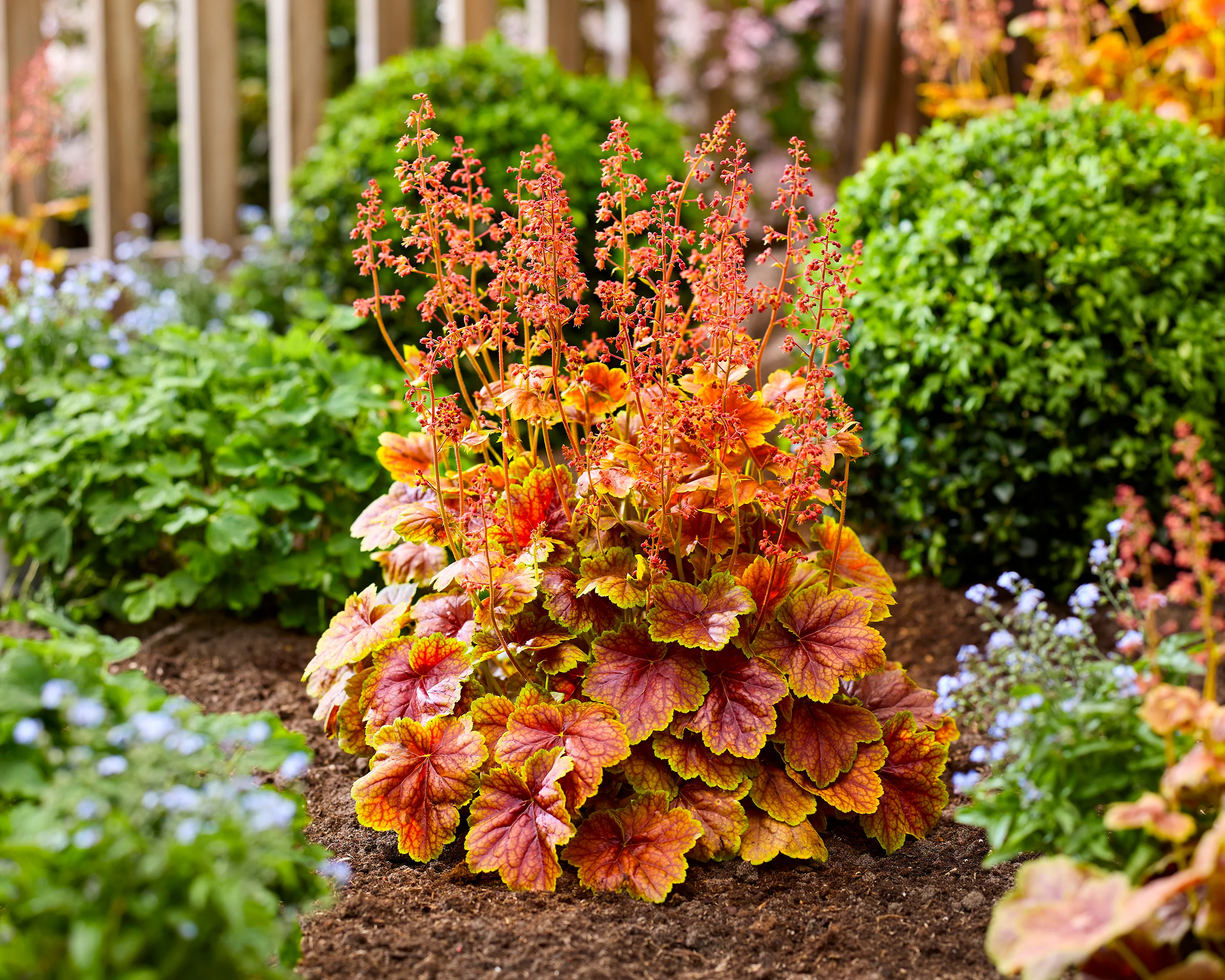 Heuchera 'Eternal Flame' - Image 6
