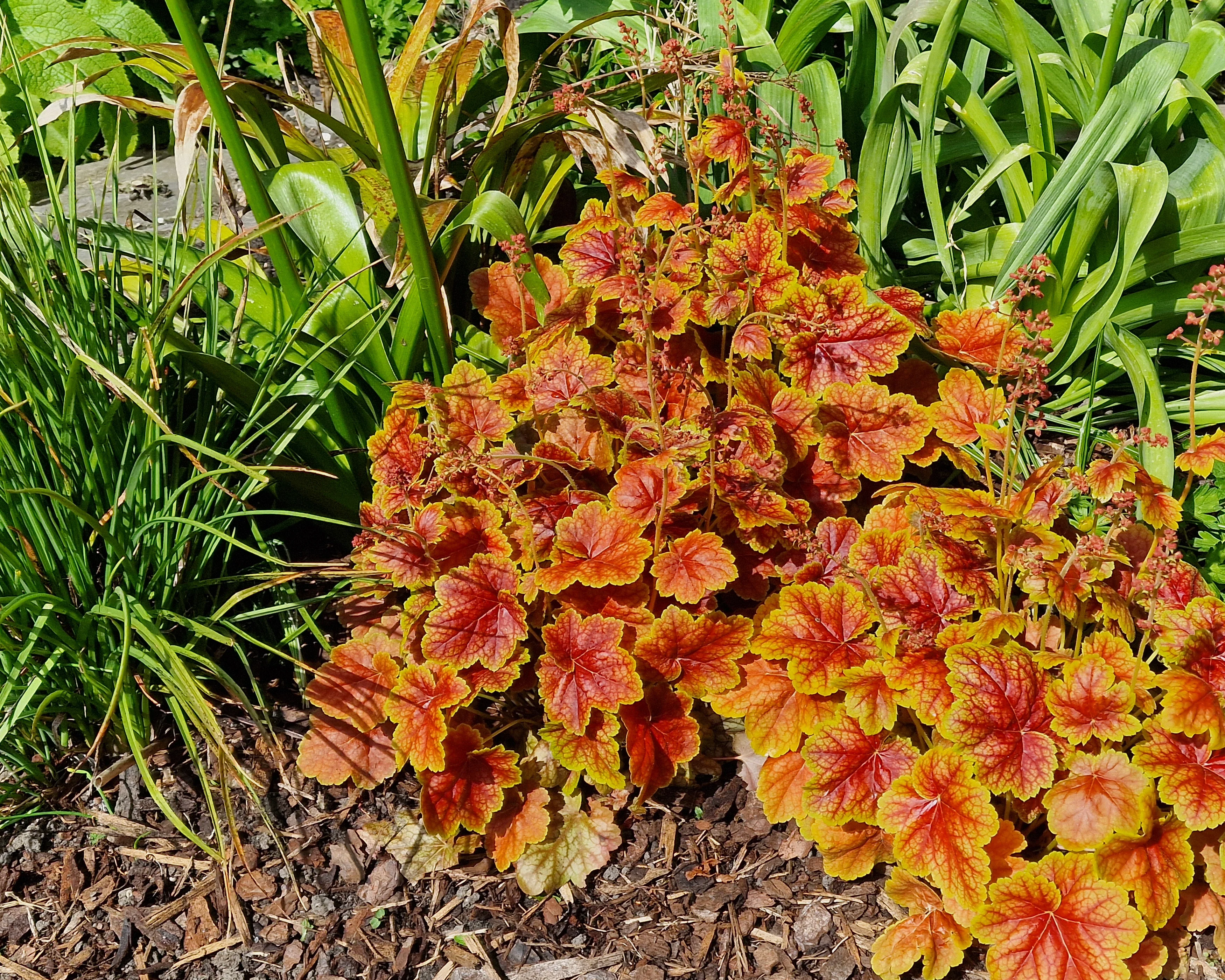 Heuchera 'Eternal Flame' - Image 7