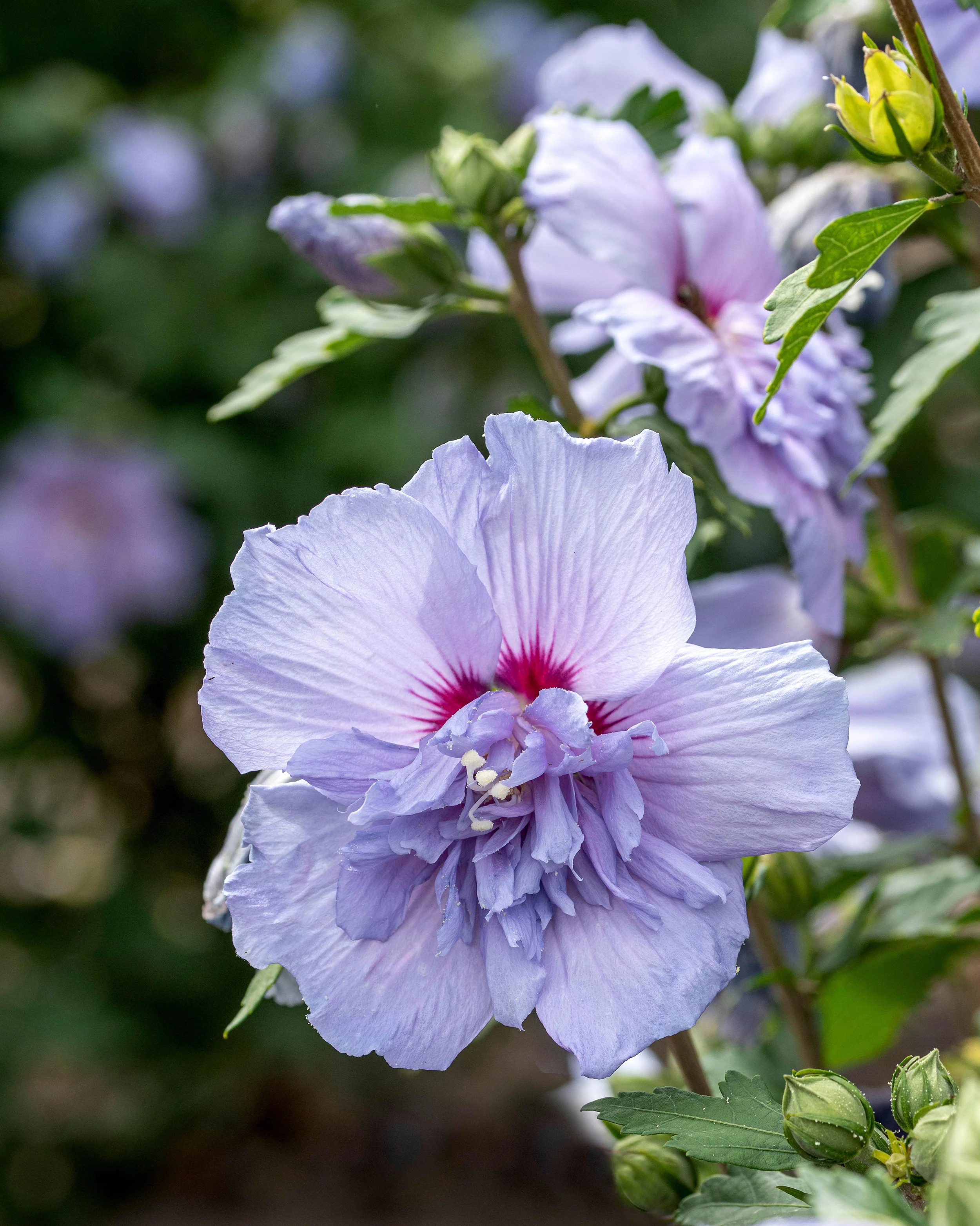 Hibiscus 'Blue Chiffon' - Image 2