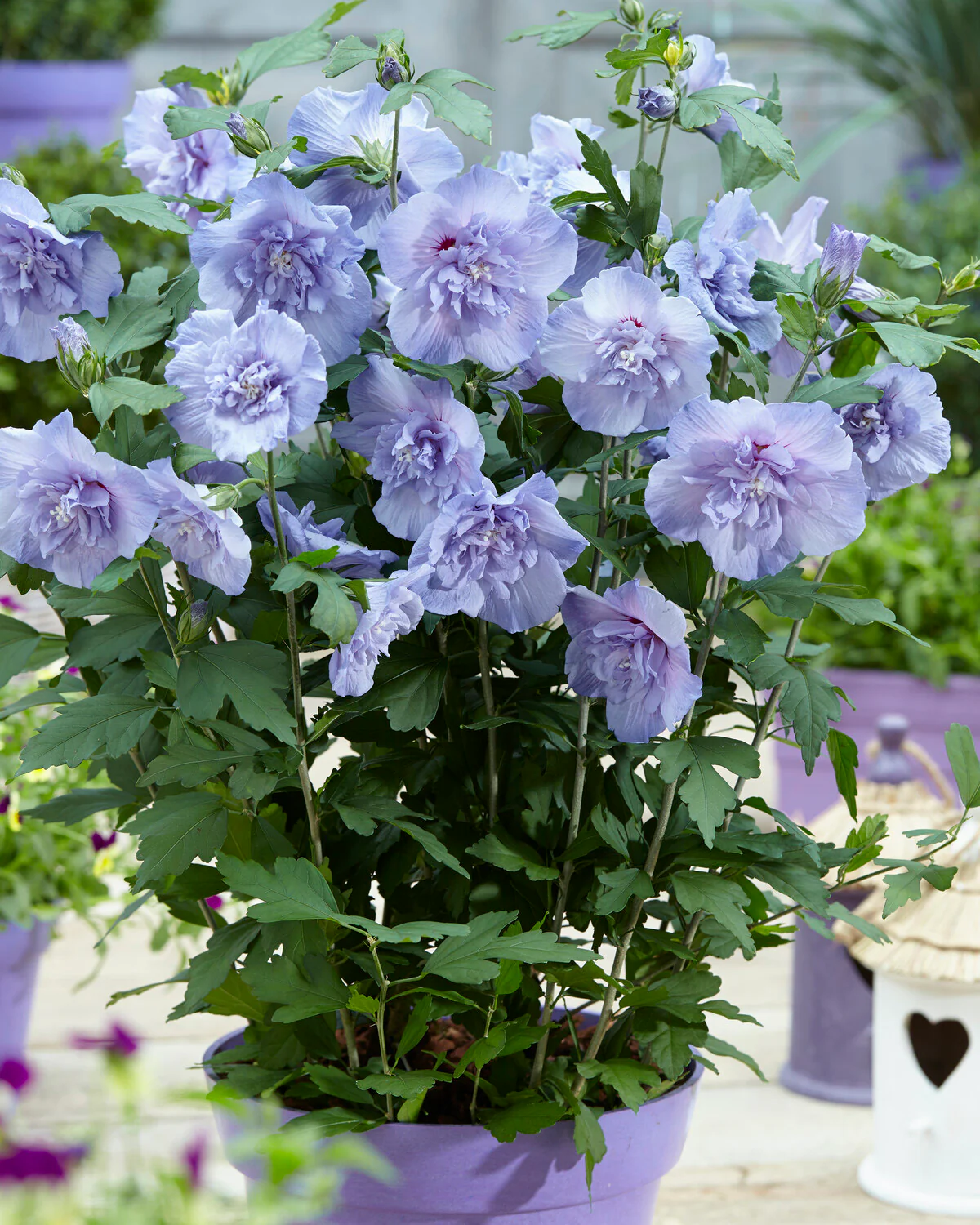Hibiscus 'Blue Chiffon' - Image 3
