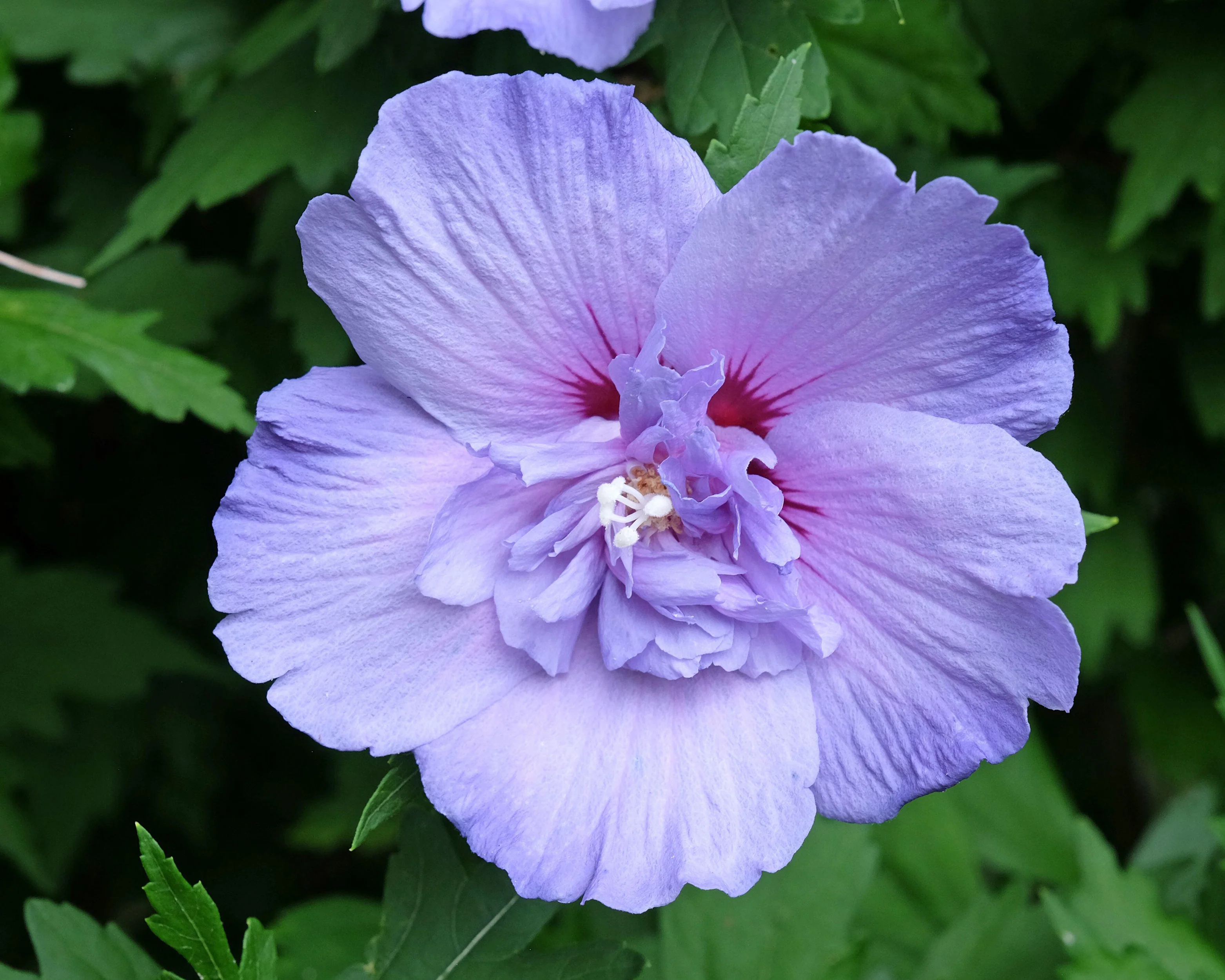 Hibiscus 'Blue Chiffon' - Image 4