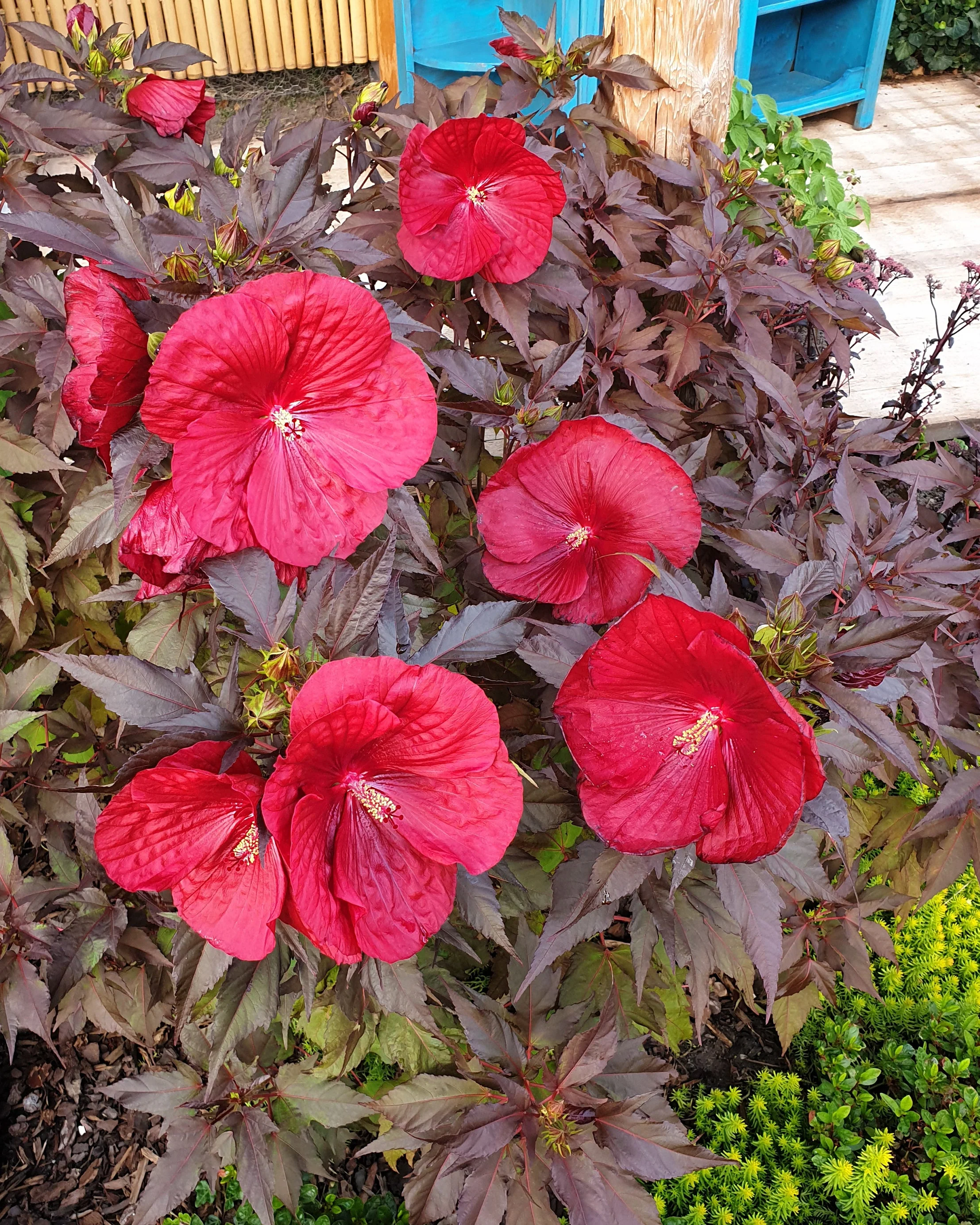 Hibiscus 'Carousel Geant Red' - Image 2