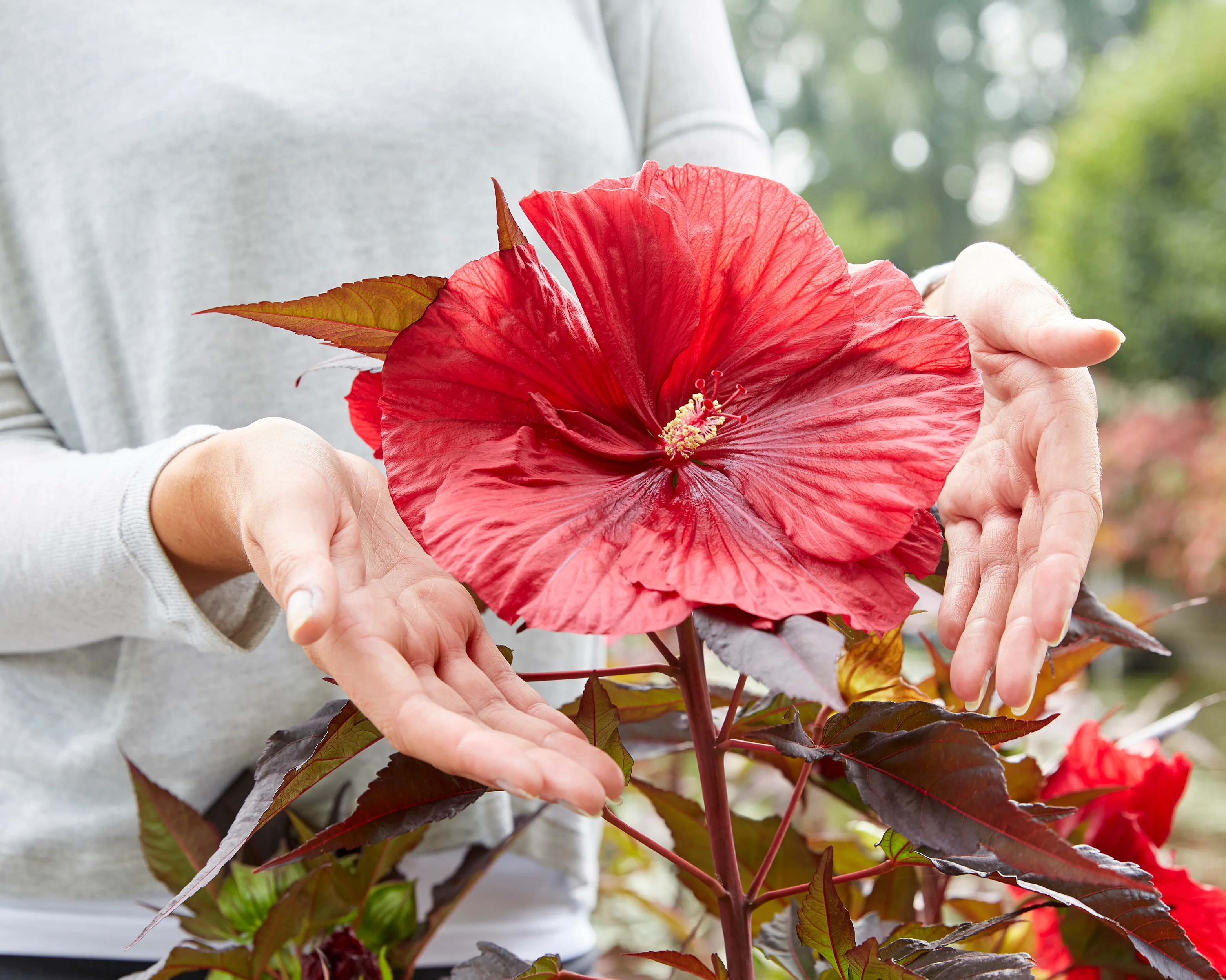 Hibiscus 'Carousel Geant Red' - Image 4