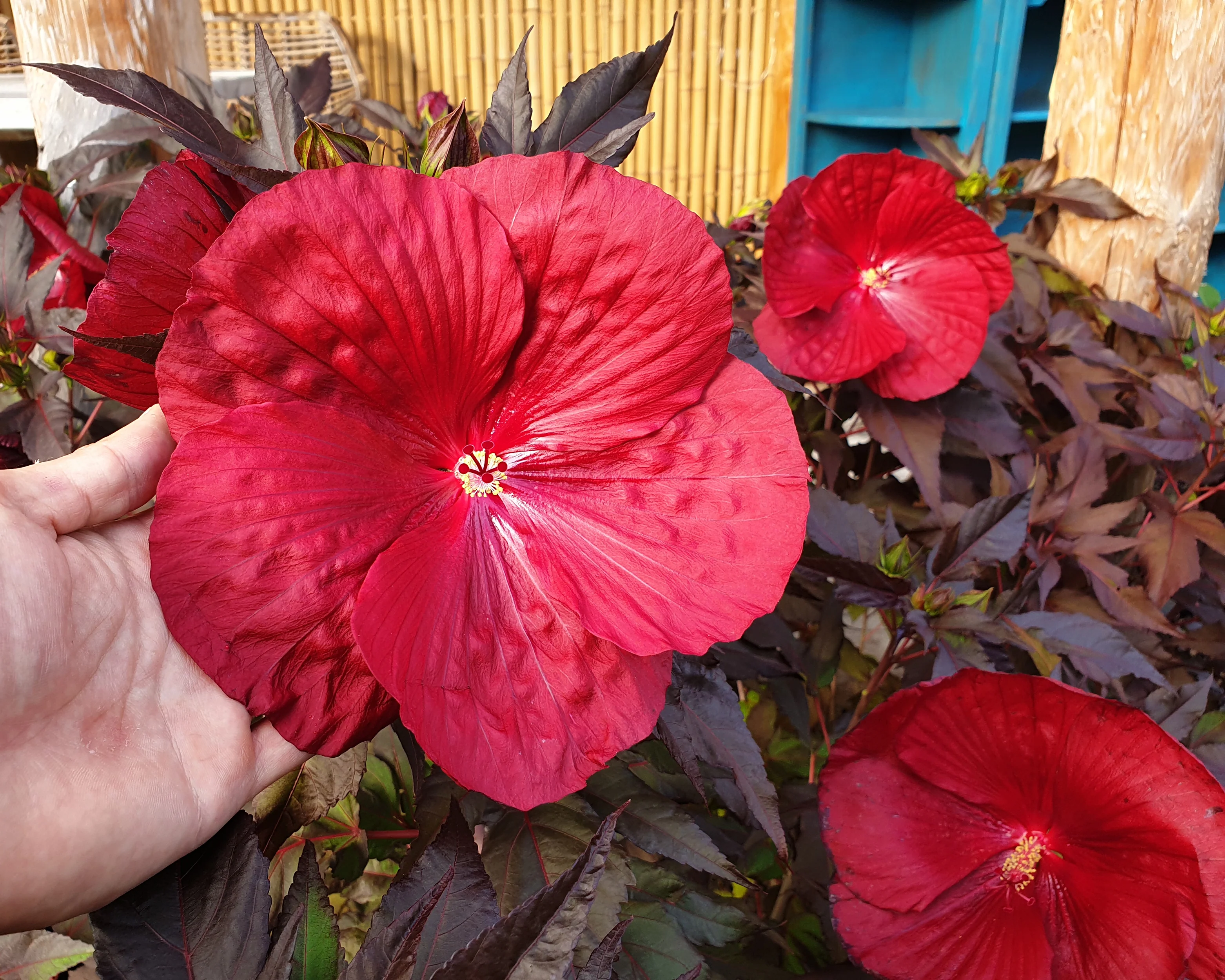 Hibiscus 'Carousel Geant Red' - Image 5