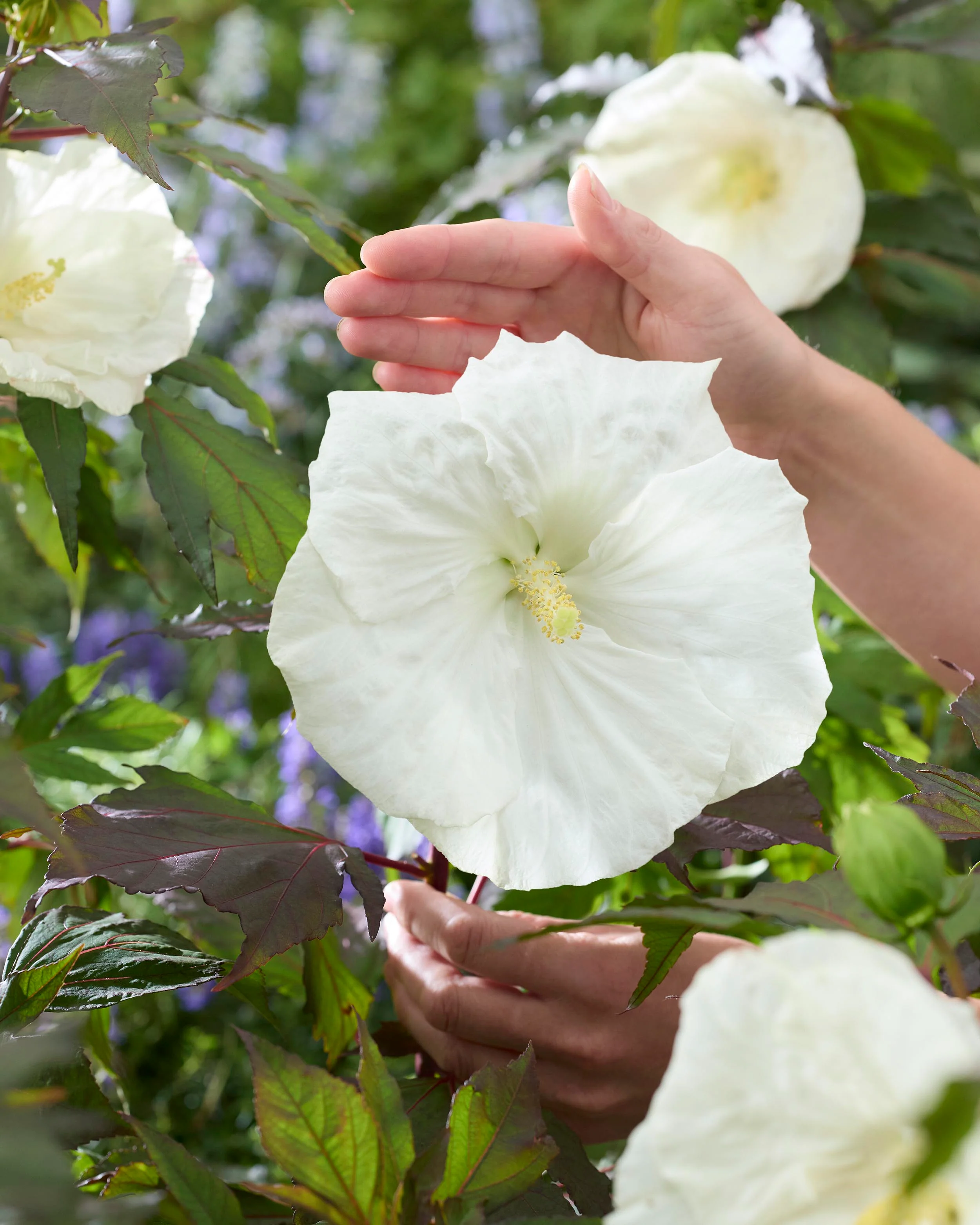 Hibiscus 'Carousel Ghost' - Image 3
