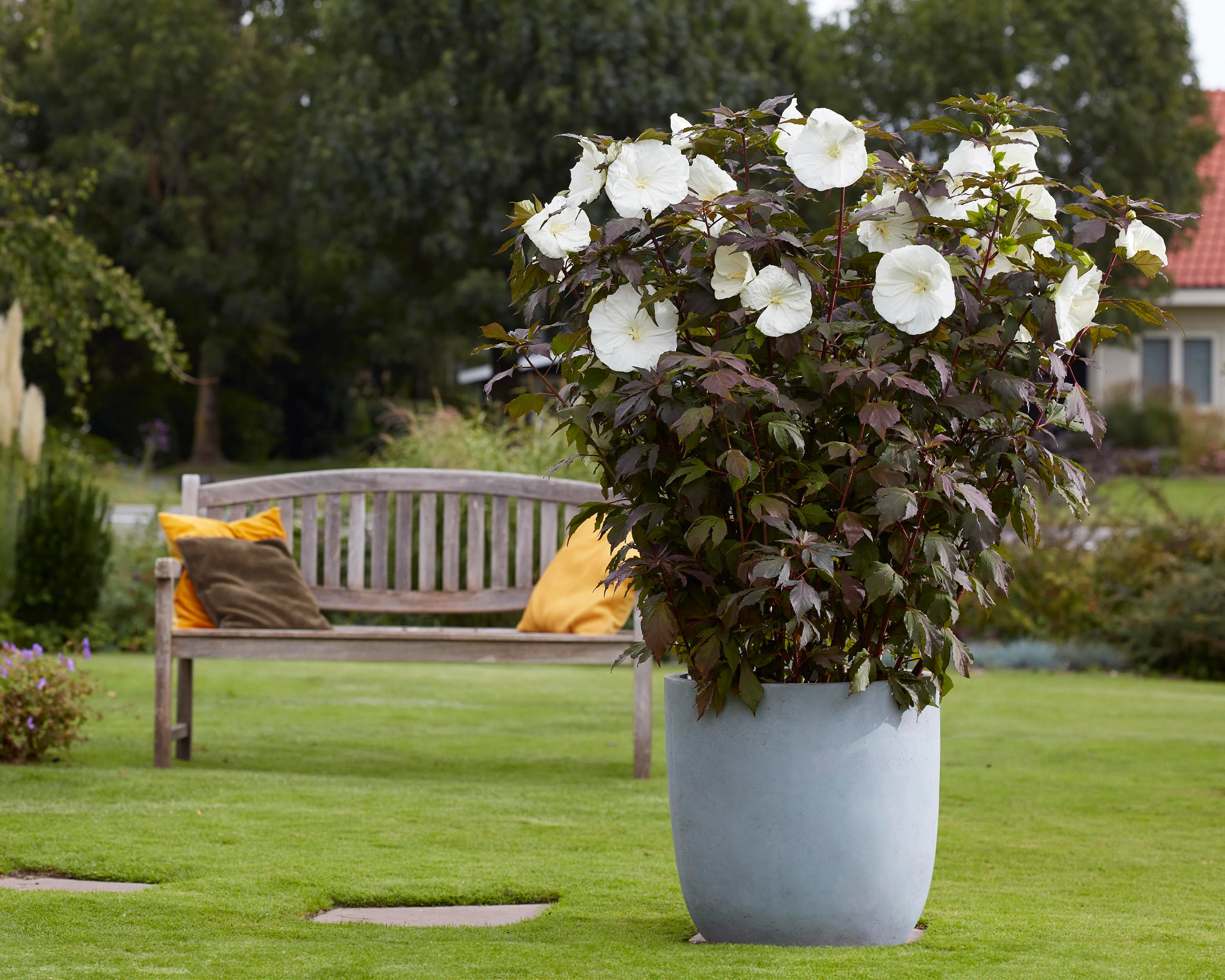 Hibiscus 'Carousel Ghost' - Image 4