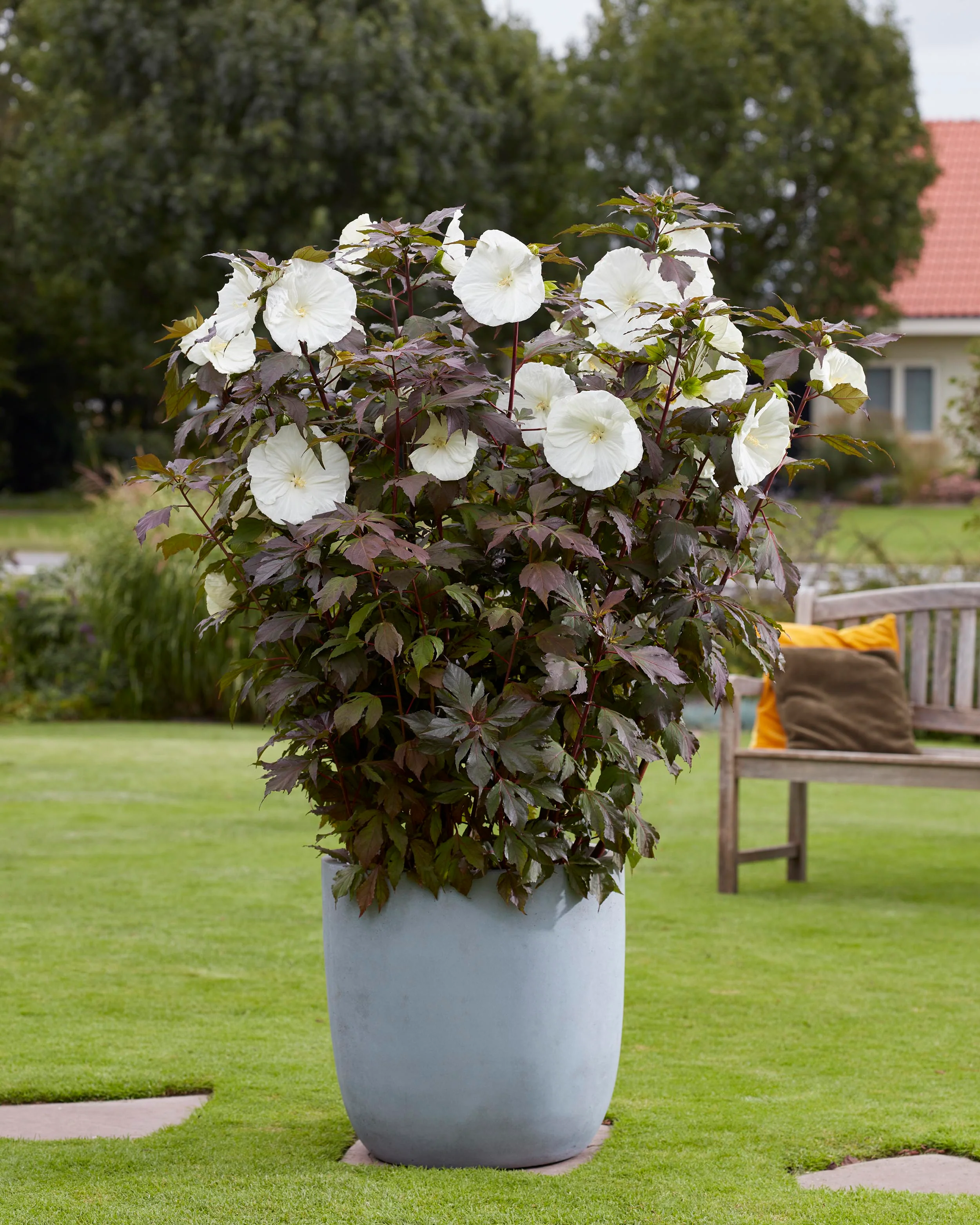 Hibiscus 'Carousel Ghost' - Image 6